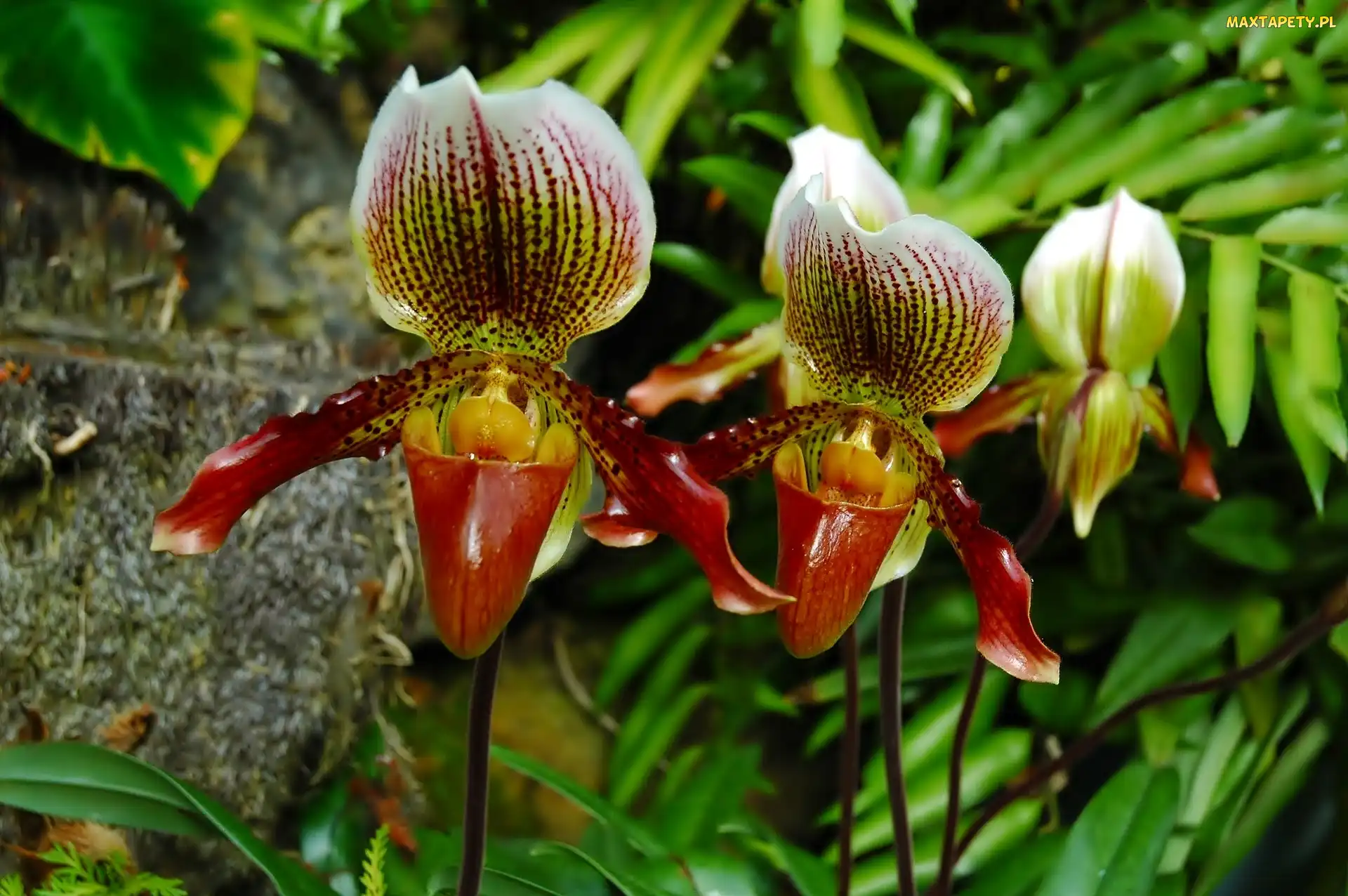 Kwiaty, Makro, Orchidee