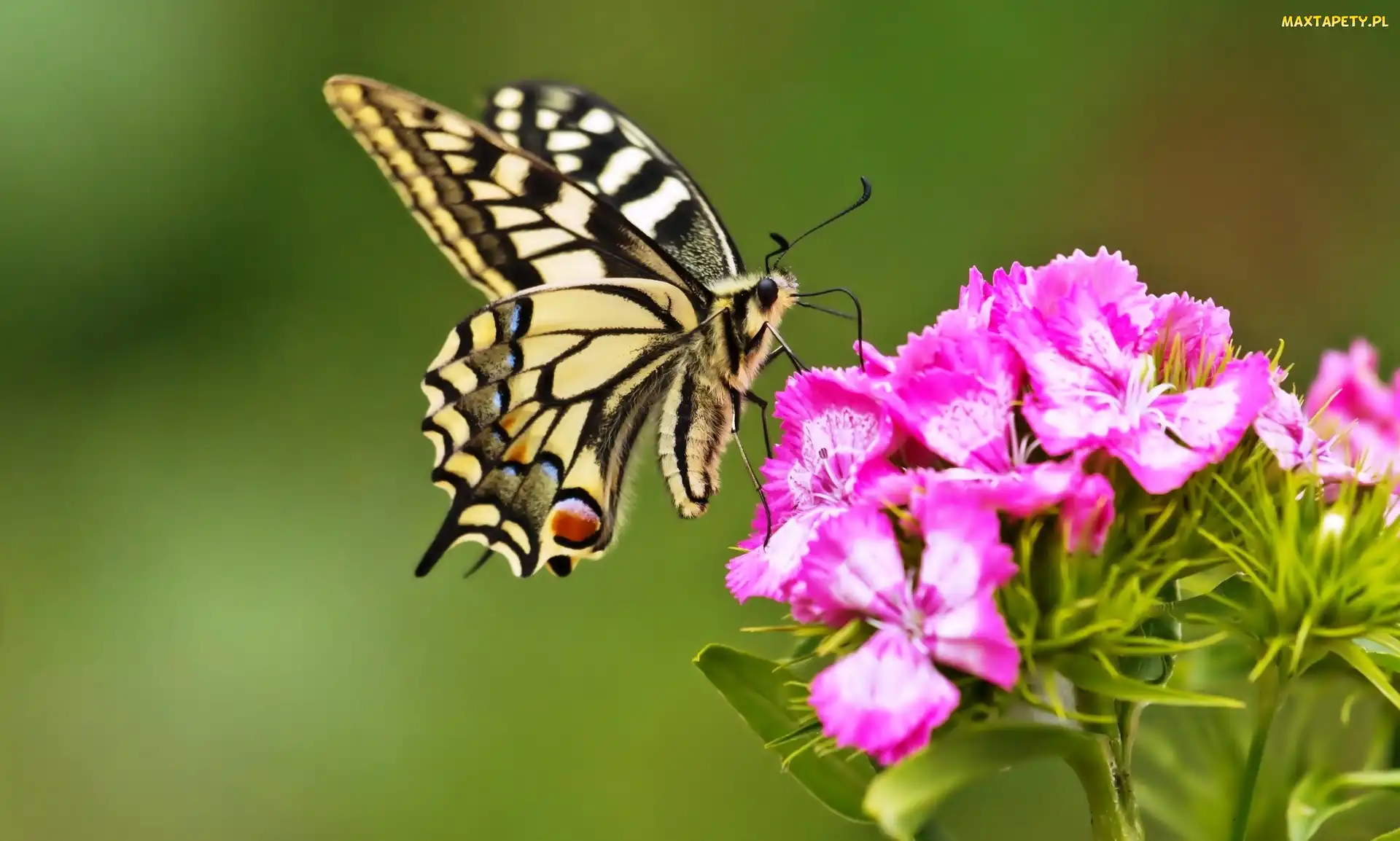 Goździki, Królowej, Motyl, Paź