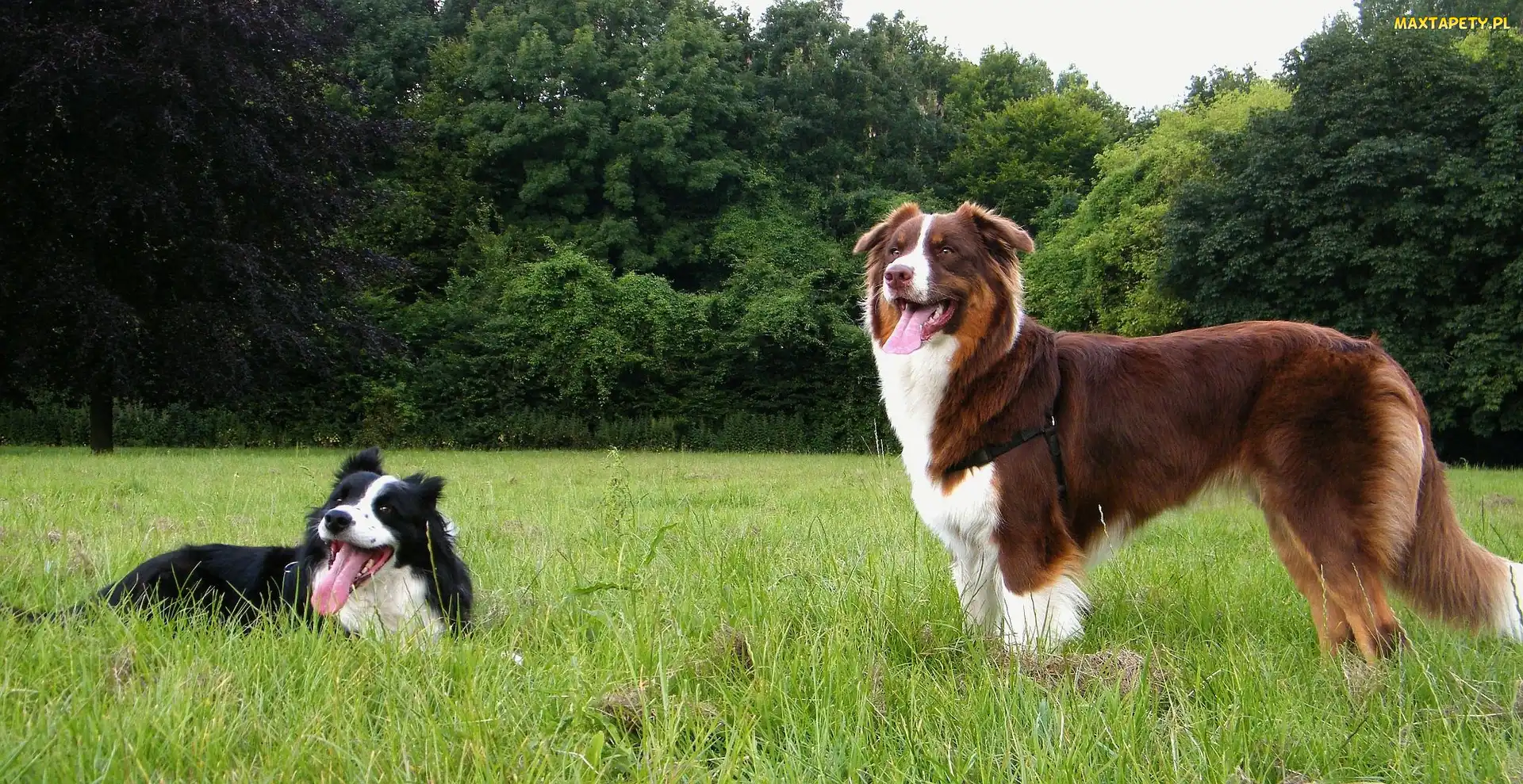 Border Collie