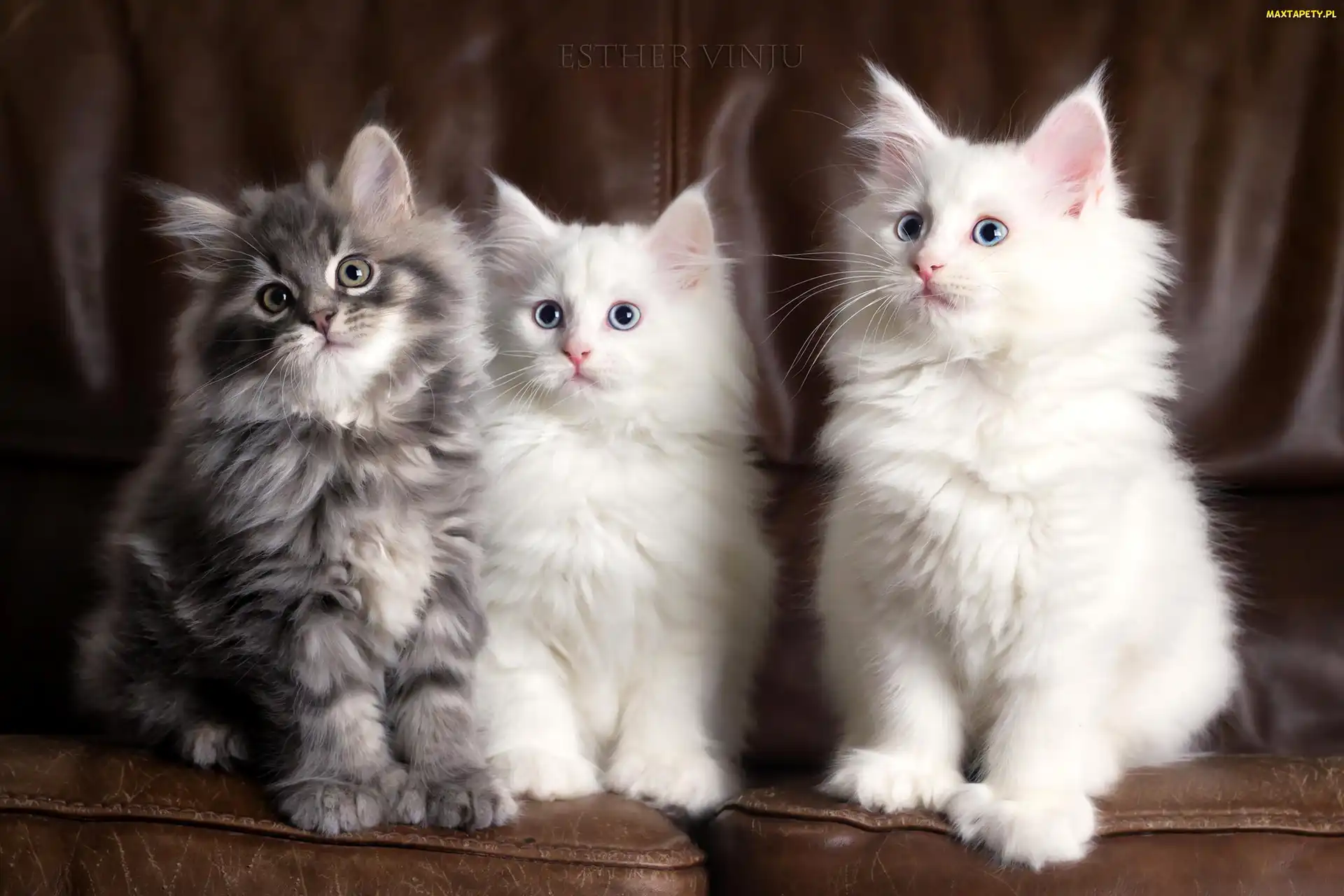 Maine coon, Kotki, Trzy, Rasowe