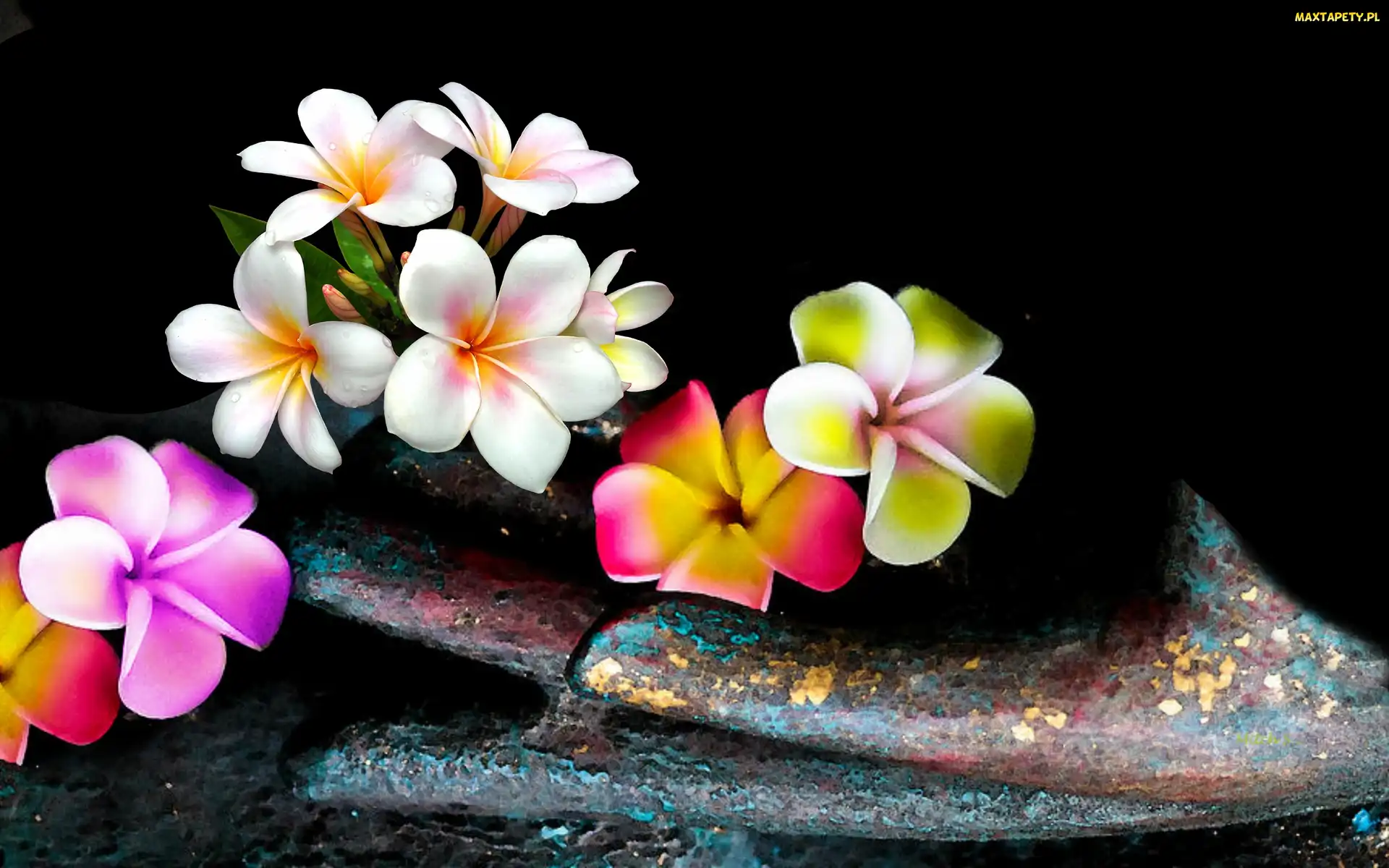 Plumeria, Łopatka, Kwiaty