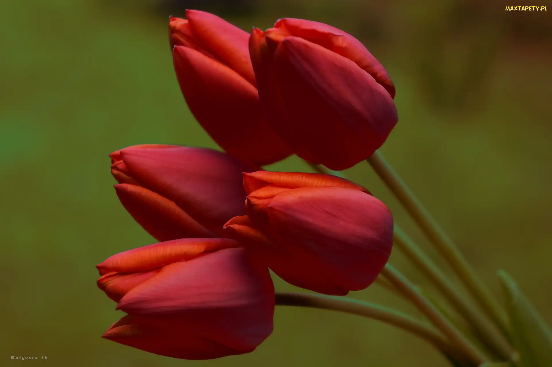 Czerwone, Bukiet, Tulipany