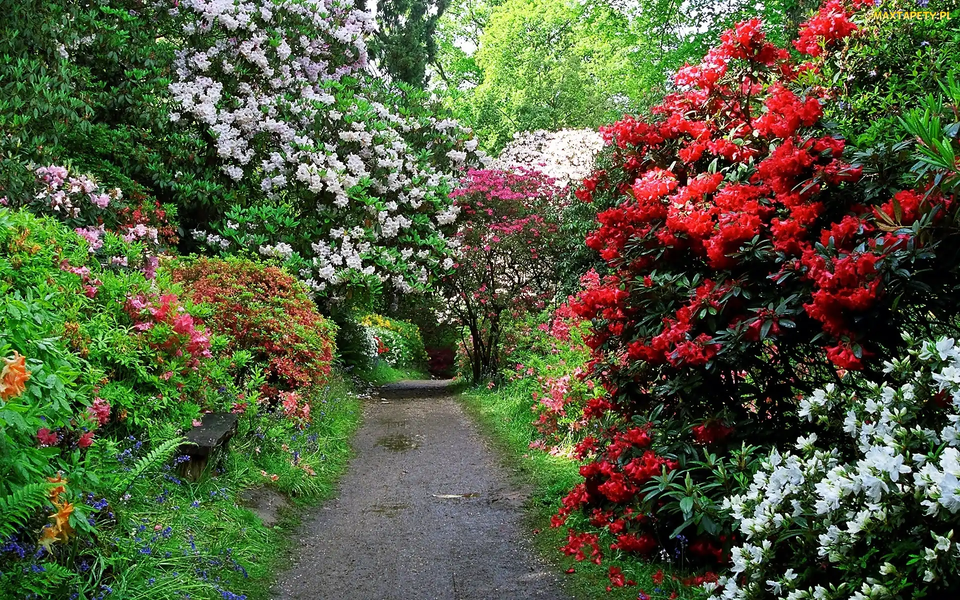 Rododendrony, Aleja, Wiosna, Park