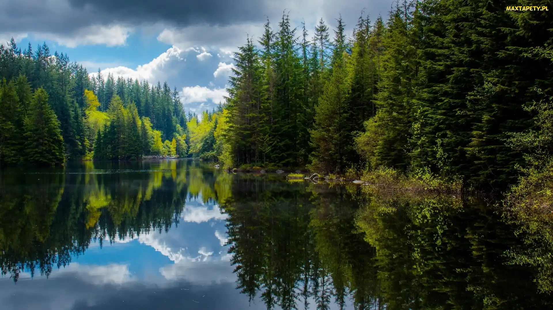 Las, Lato, Jezioro