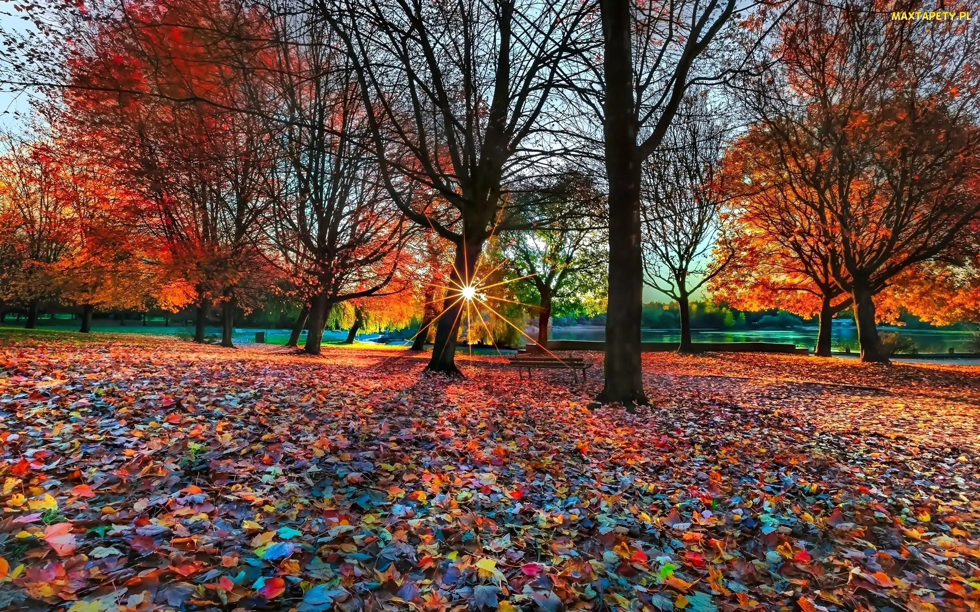 Słońca, Promienie, Park, Jesień, Drzewa, Liście