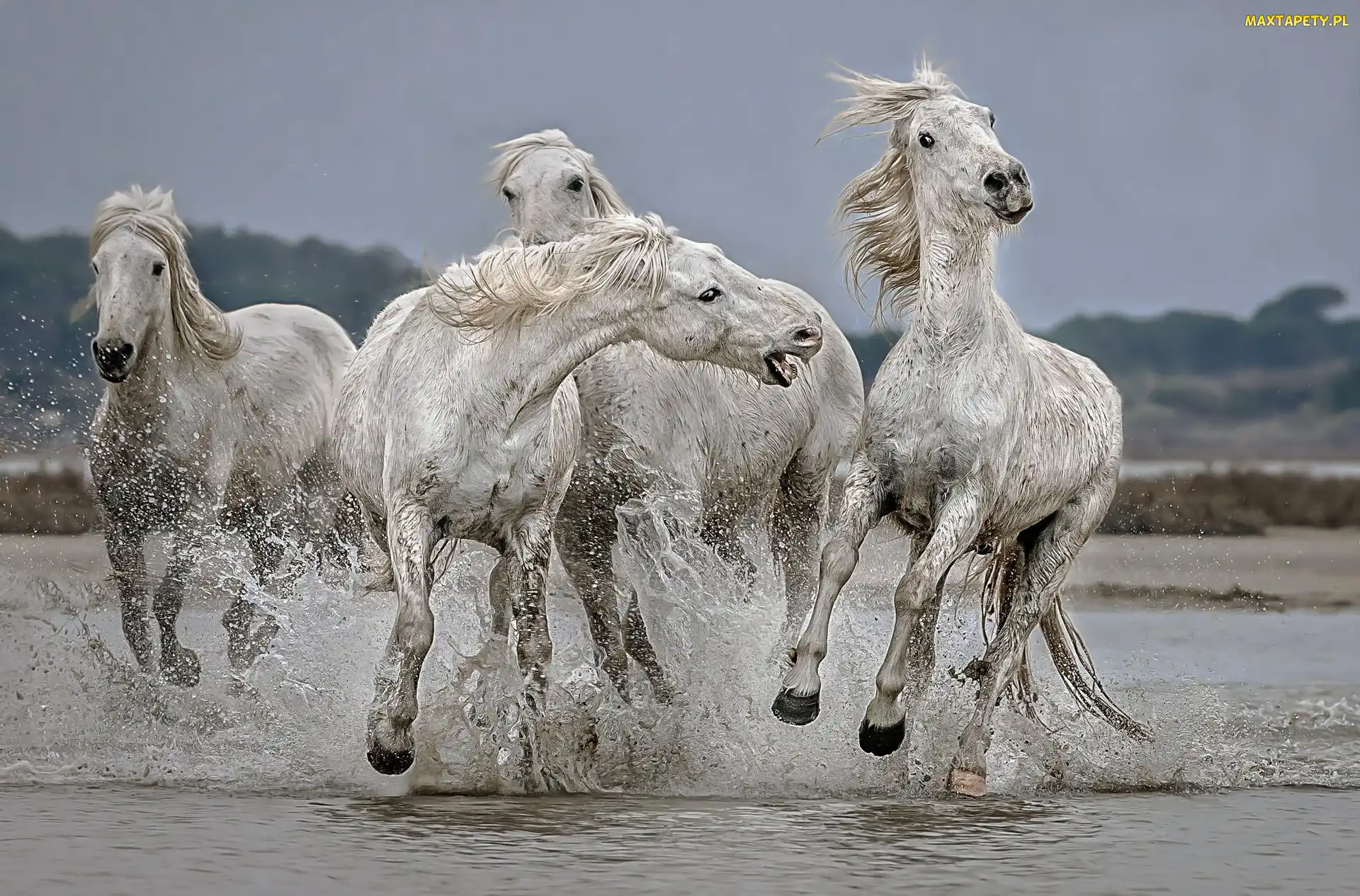 Woda, Galop, Konie, Białe