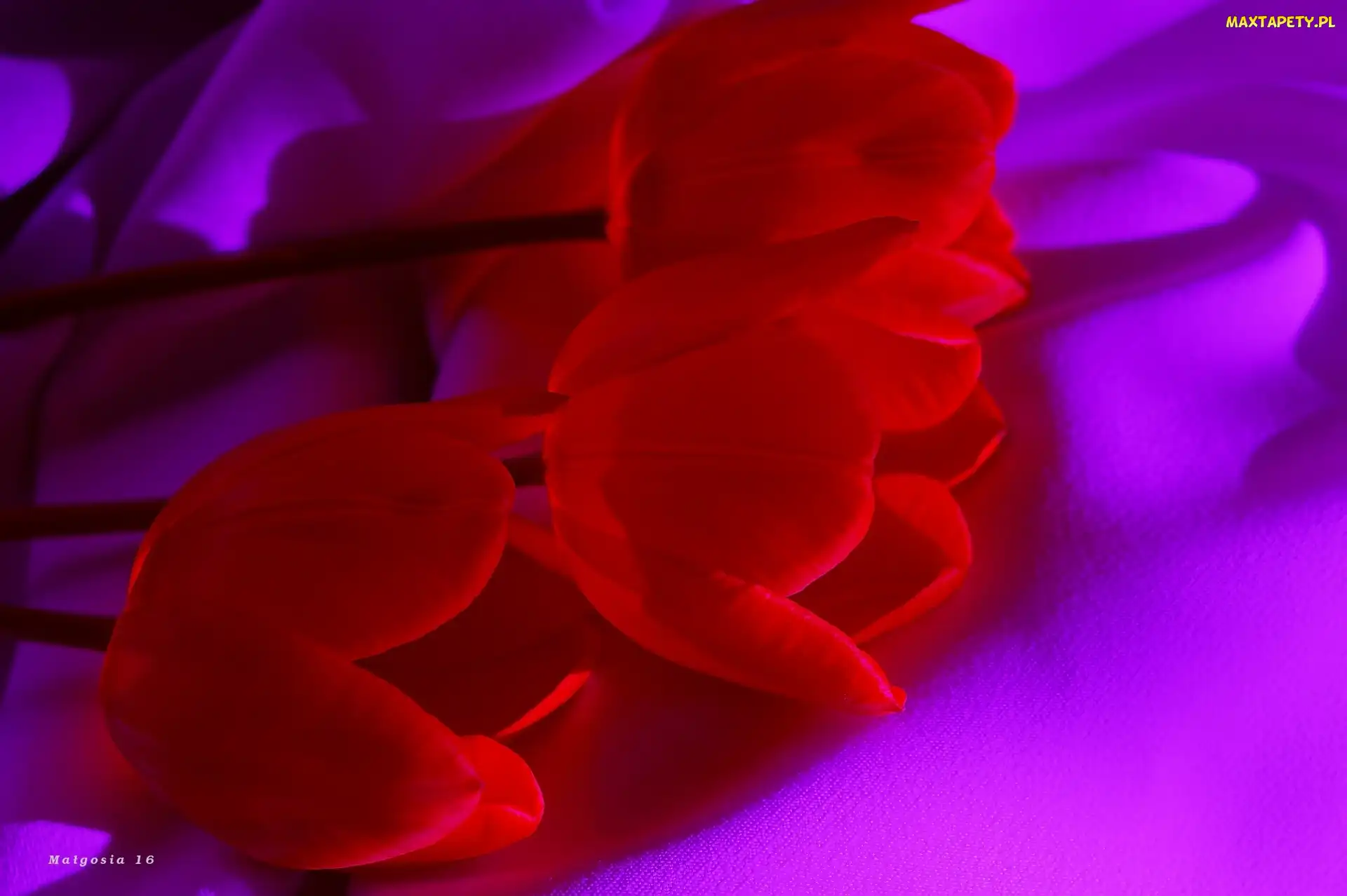 Tulipany, Czerwone, Kwiaty