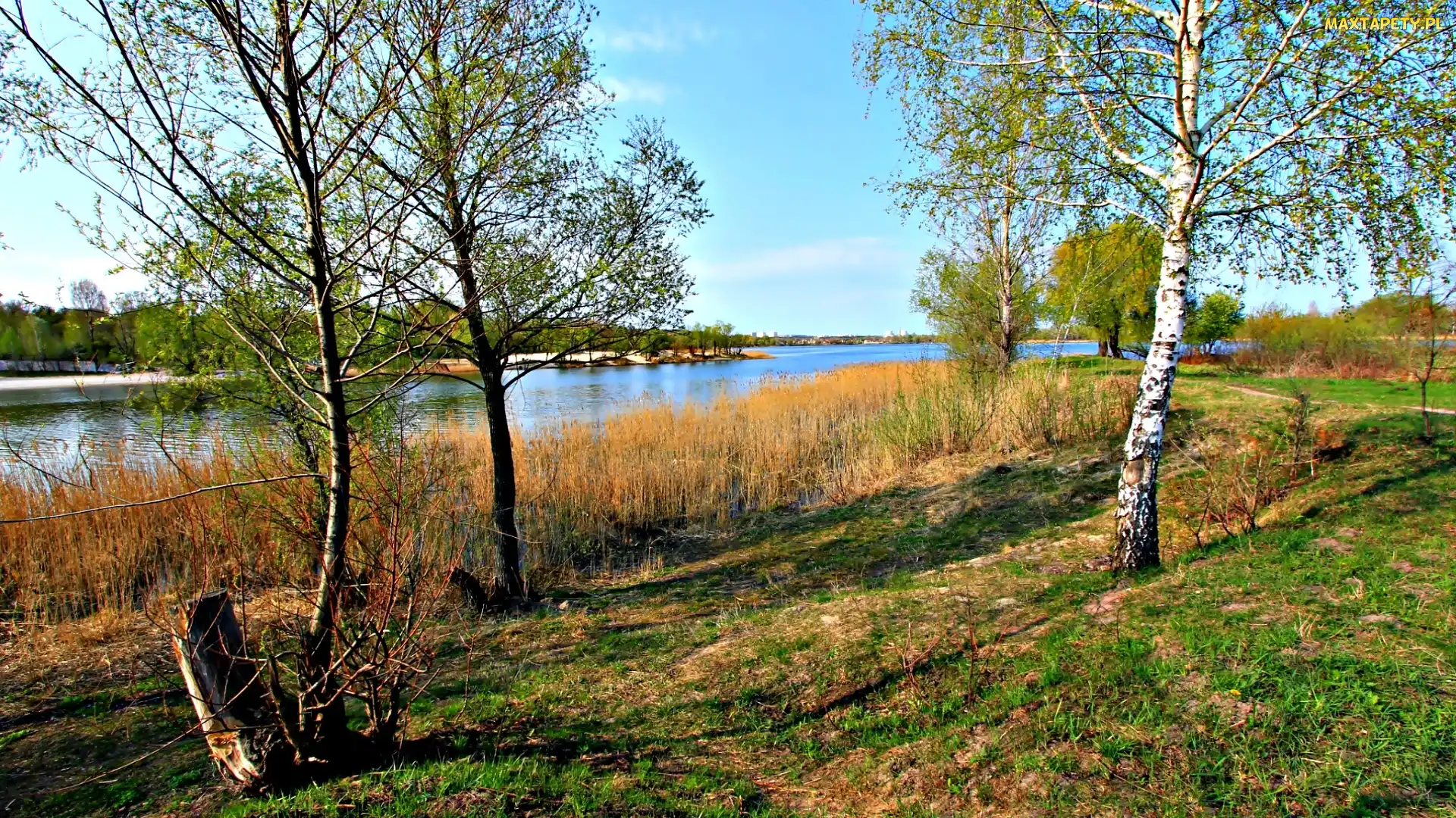 Drzewa, Trawy, Rzeka