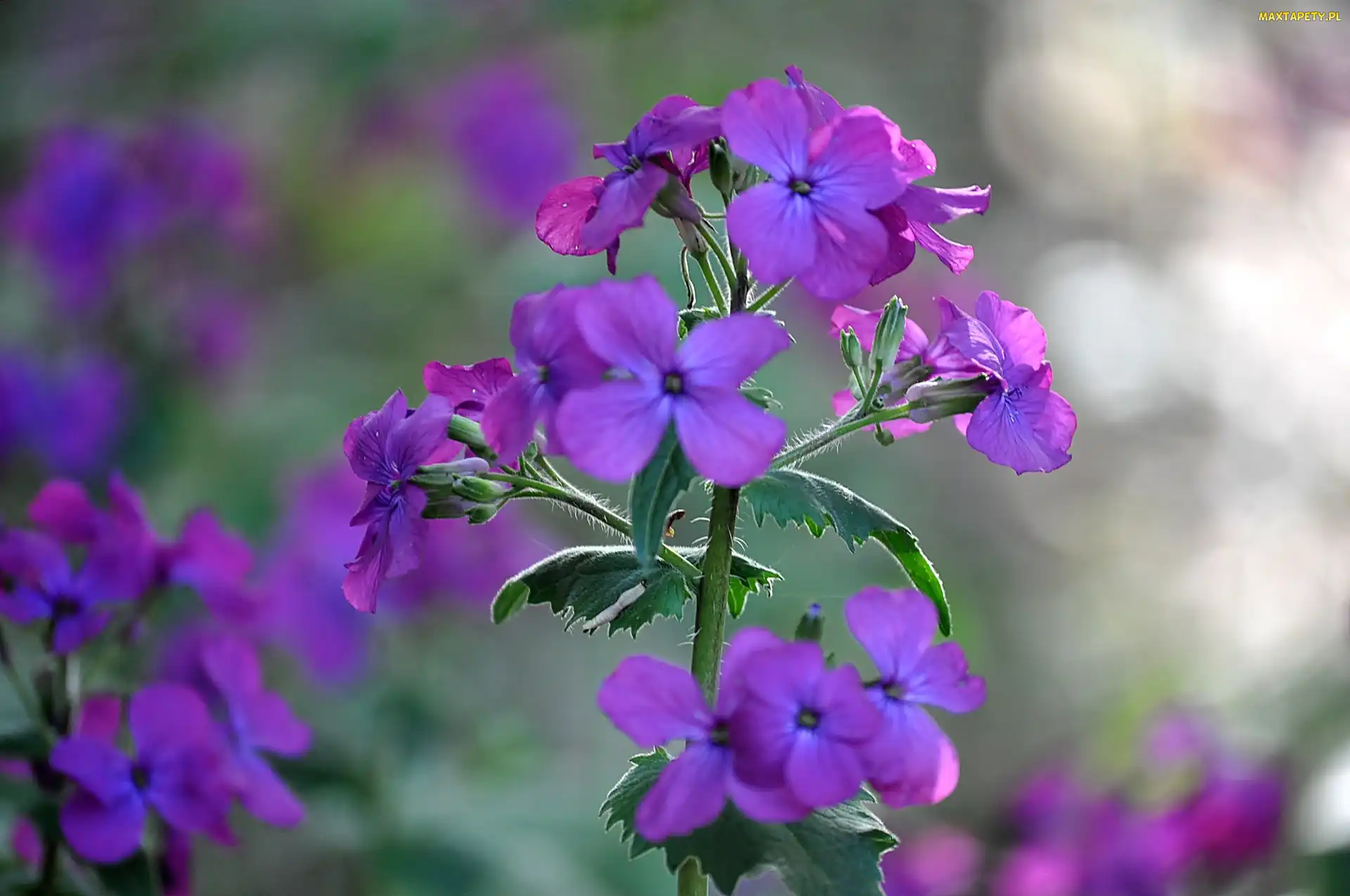 Kwiaty, Lunaria, Fioletowe
