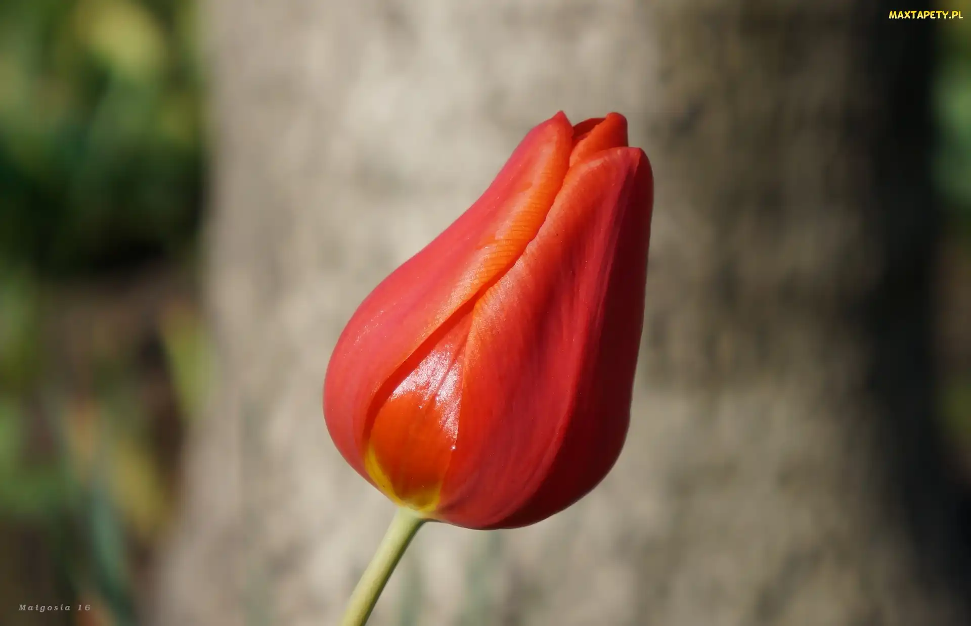 Kwiat, Tulipan, Czerwony