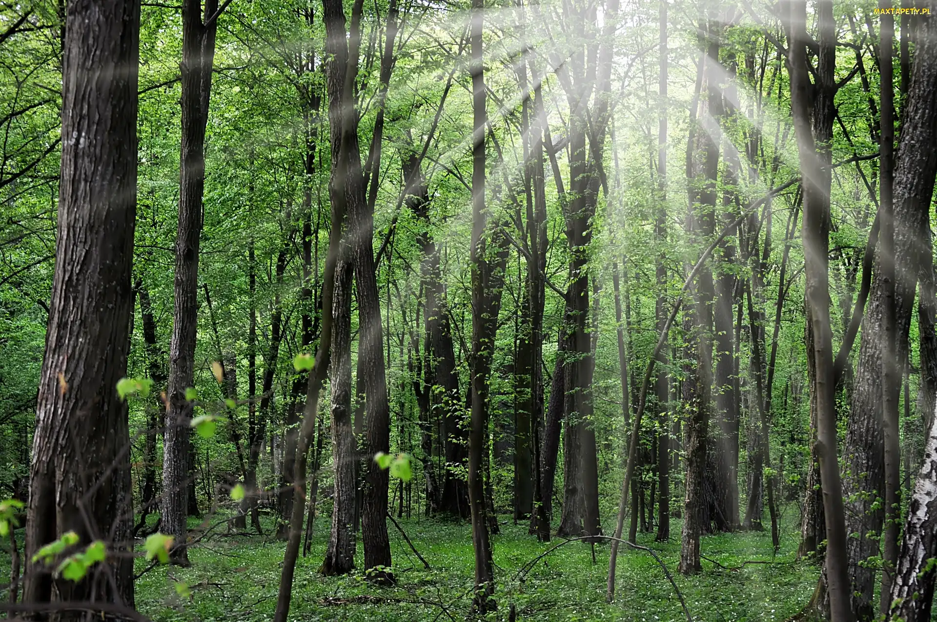 Leśne, Kwiaty, Las, Promienie Słońca
