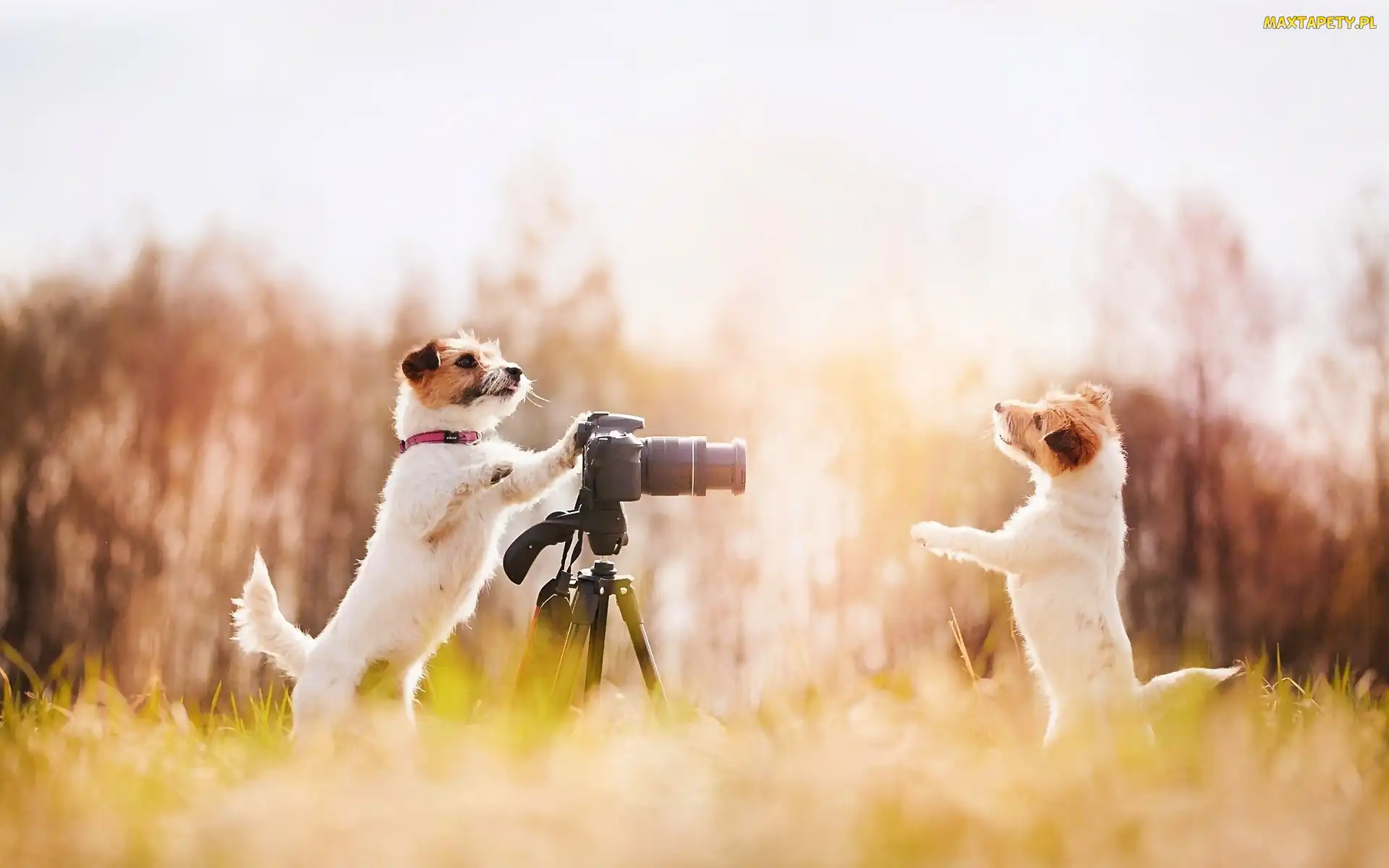 Fotograficzny, Aparat, Łąka, Psy