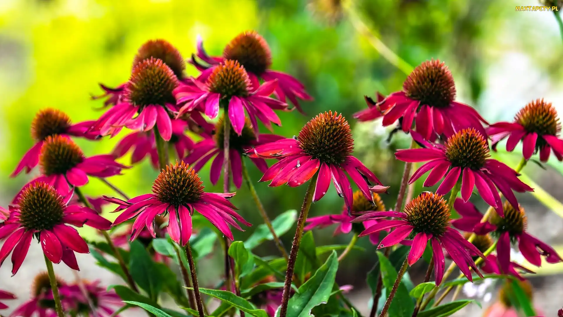 Jeżówka, Echinacea, Czerwone, Kwiaty