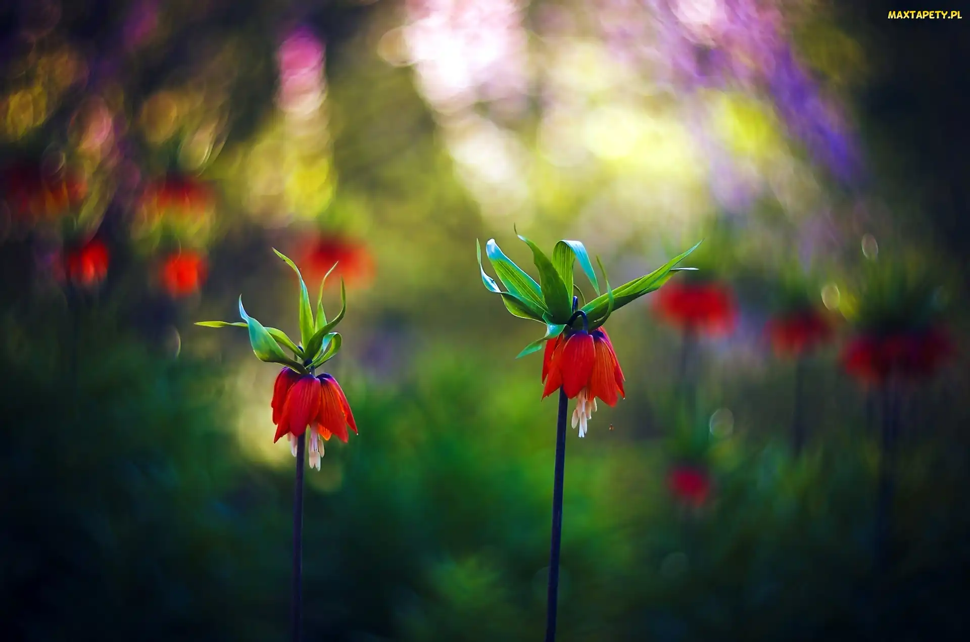 Kwiaty, Art, Bokeh
