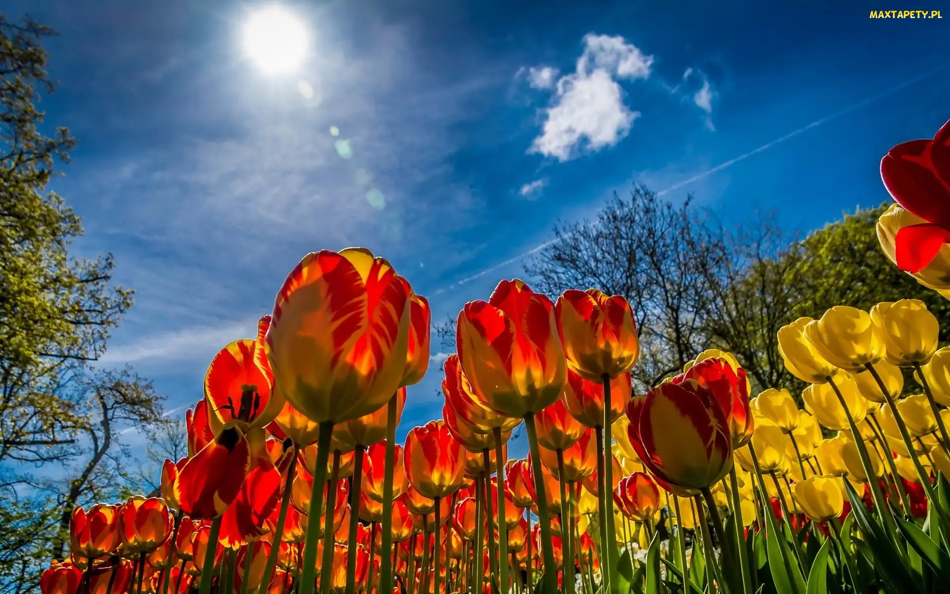 Wiosna, Słońce, Tulipany, Niebo