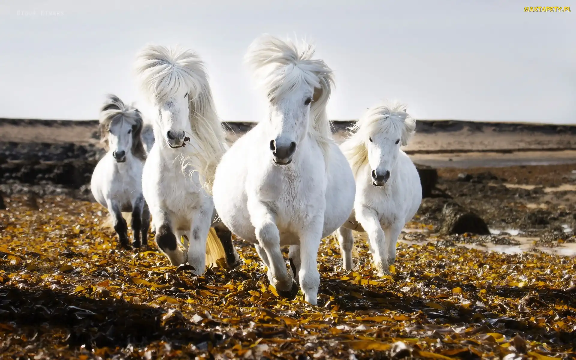 Galop, Liście, Białe Konie