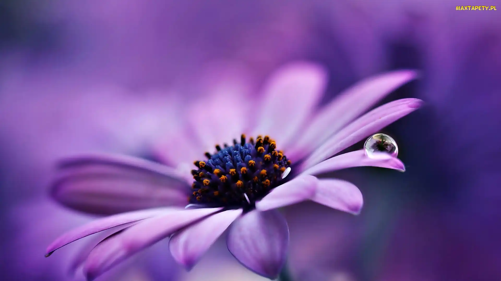 Gerbera, Kropla, Fioletowa