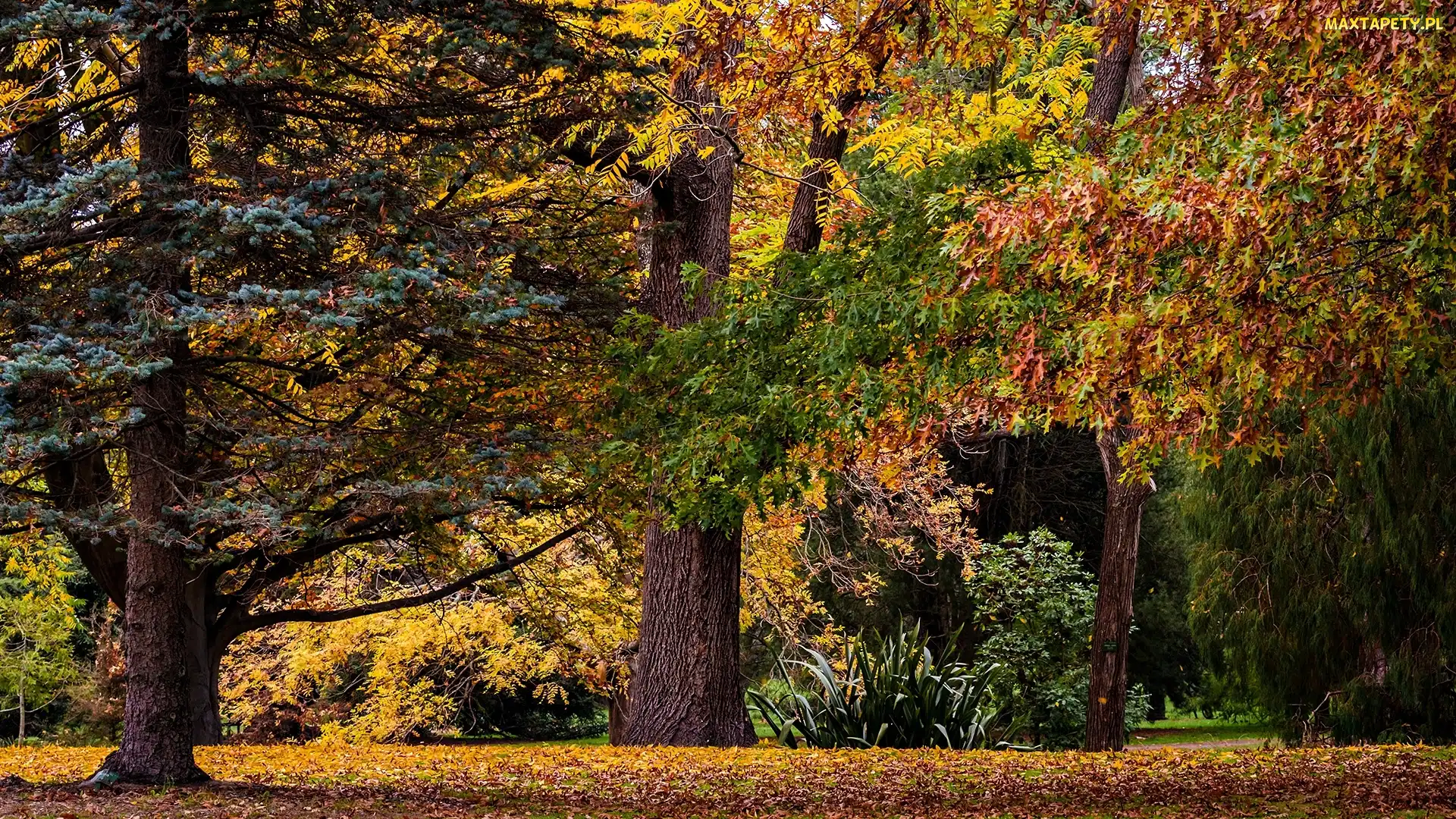 Jesień, Drzewa, Park