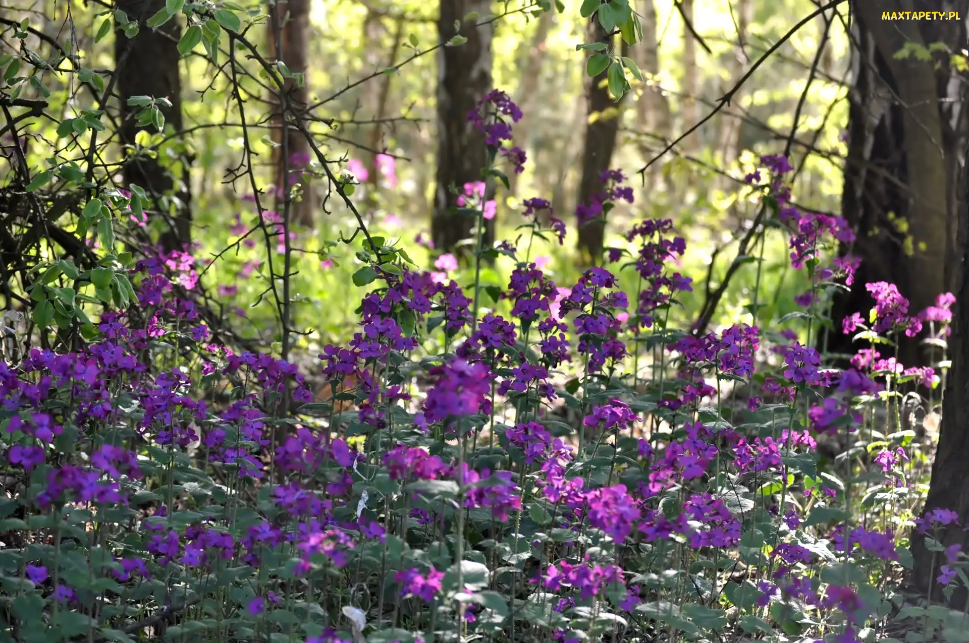 Kwiaty, Leśne, Las, Purpurowe