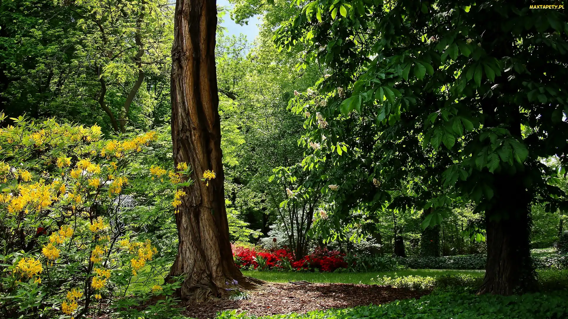 Różanecznik, Drzewa, Wiosna, Park