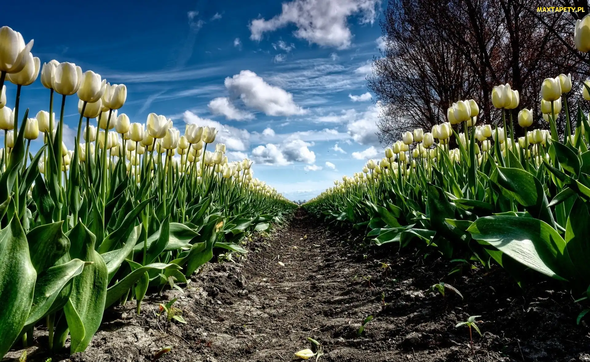 Drzewo, Plantacja, Białe, Tulipany