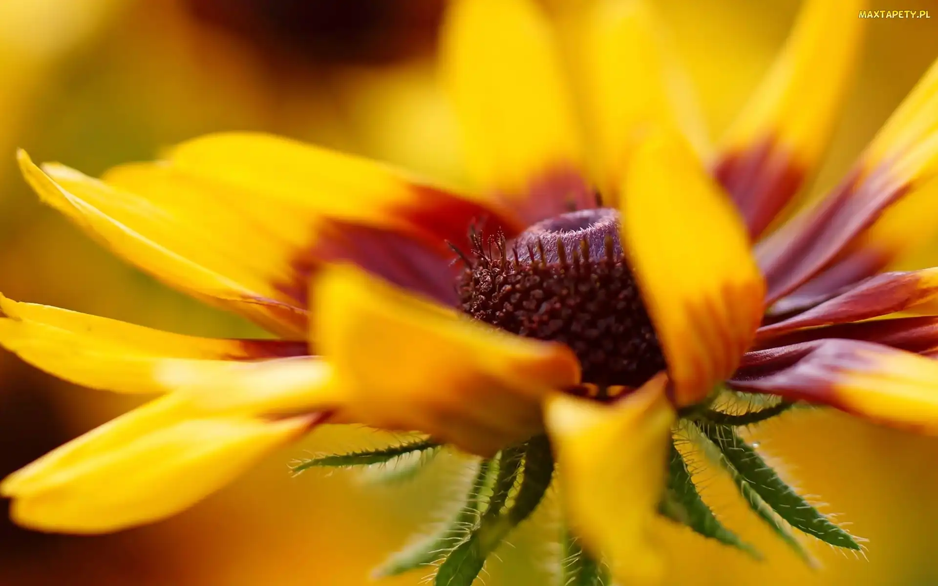 Kwiat, Makro, Rudbekia
