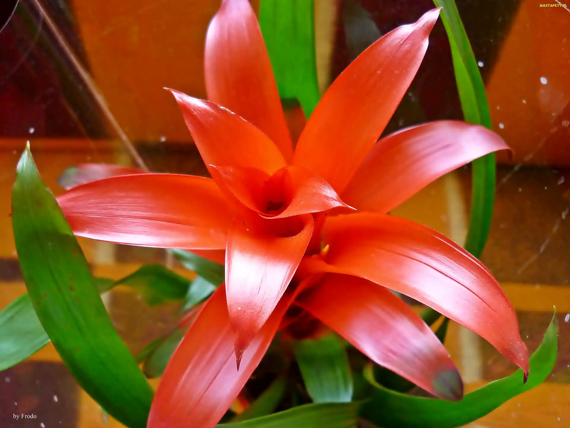 Guzmania, Zielone Liście, Kwiat, Czerwony