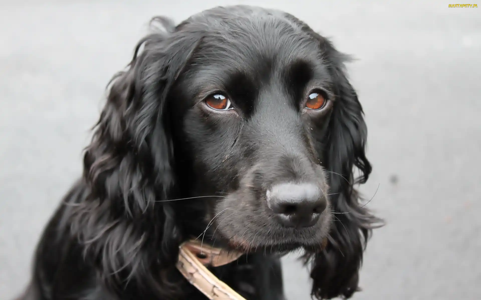 Piesek, Cocker spaniel, Mordka, Smutna, Czarny