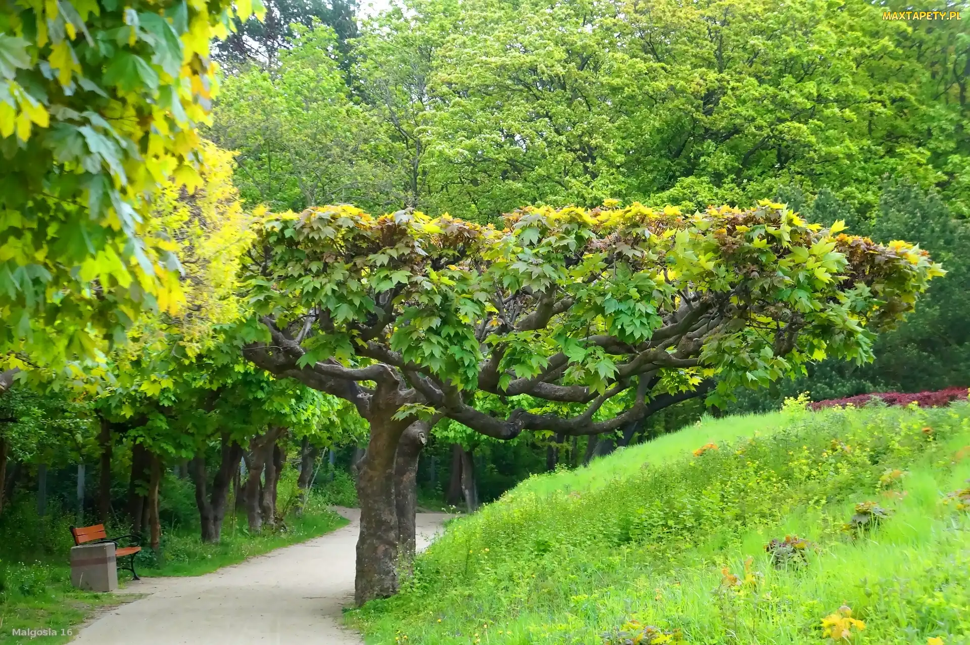Zieleń, Drzewa, Park, Ścieżka