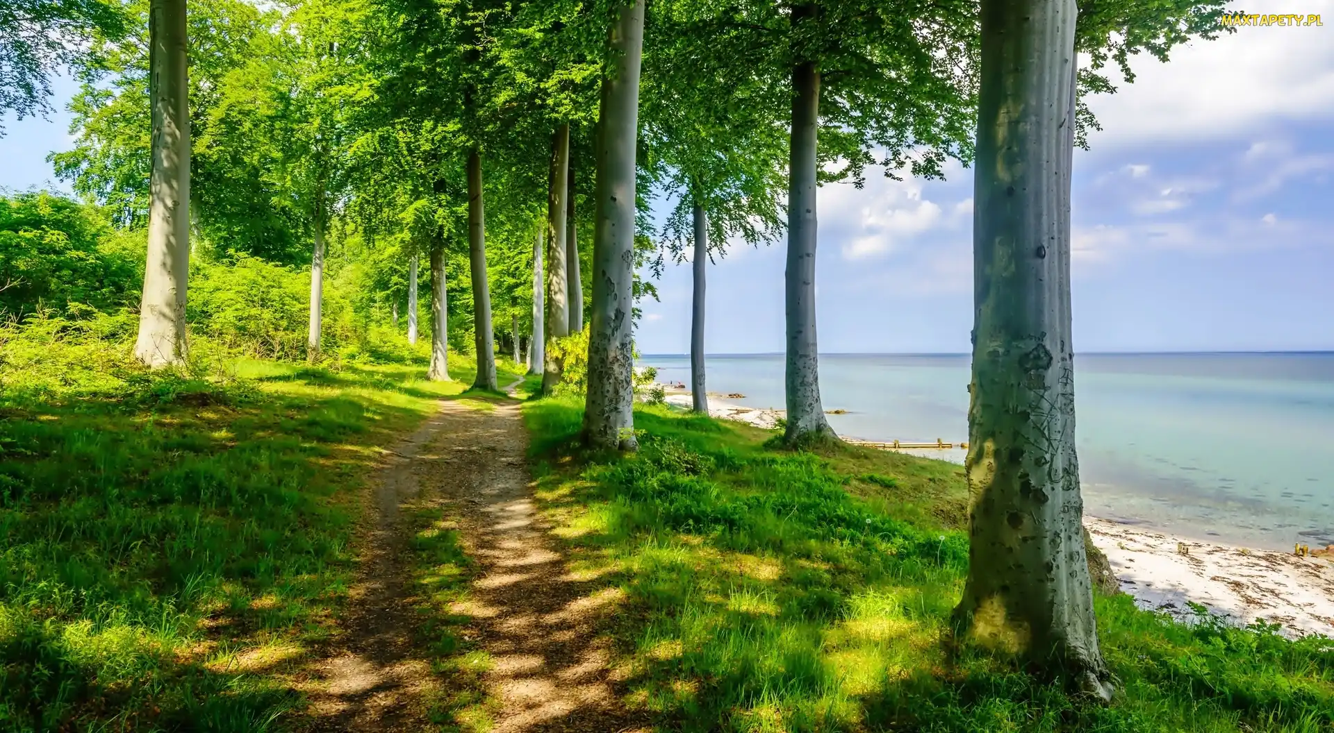 Ścieżka, Jezioro, Las