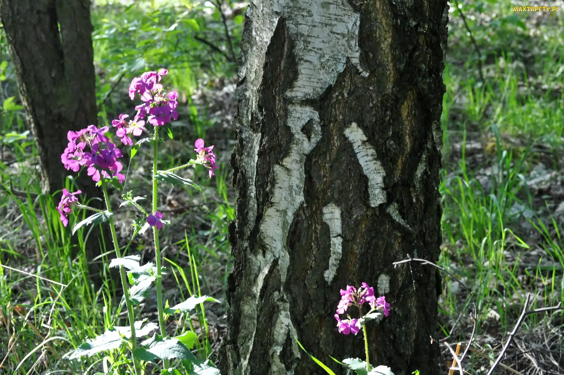 Purpurowe, Leśne, Lunaria, Pień, Drzewa, Kwiaty