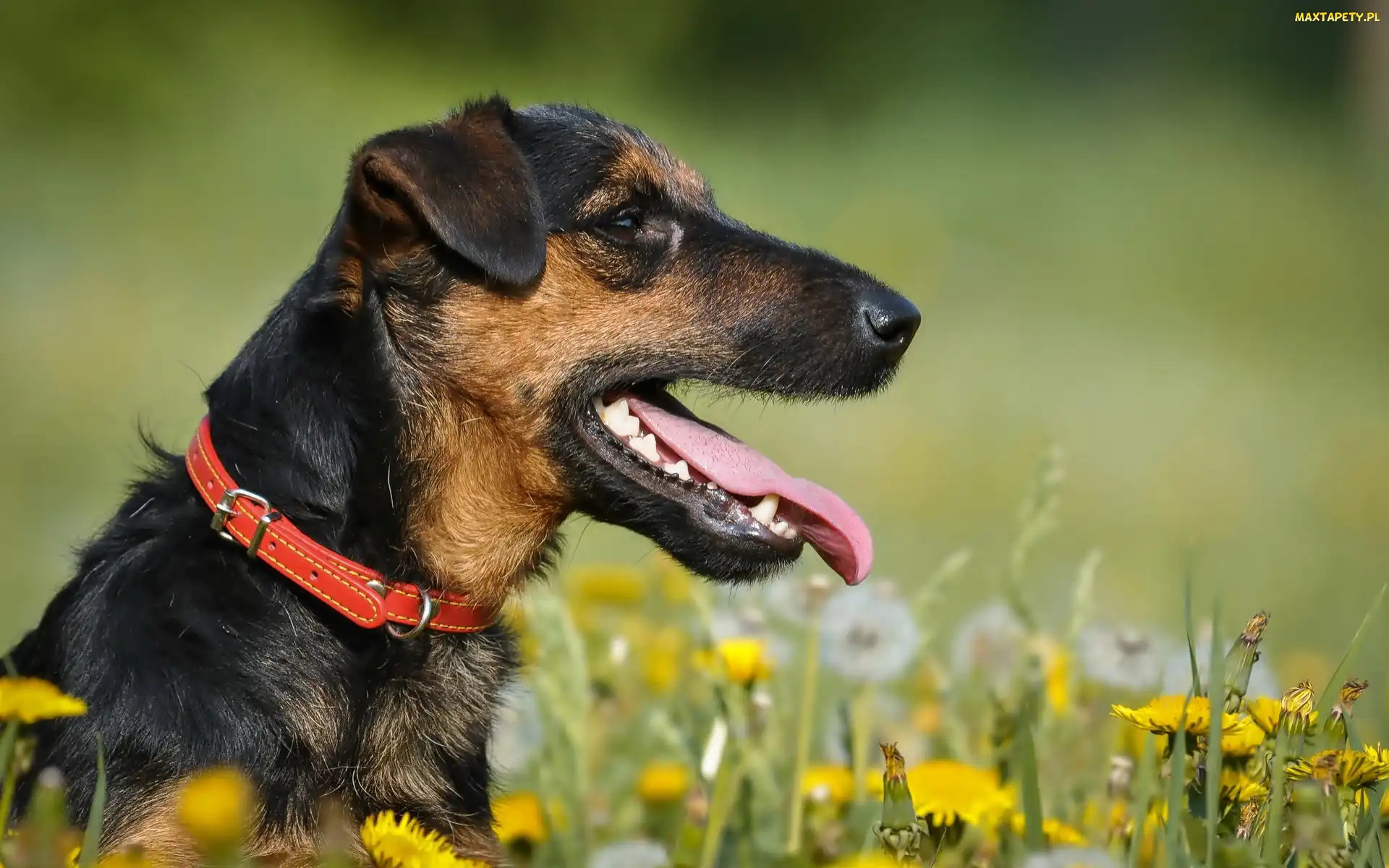 Łąka, Język, Terrier, Obroża