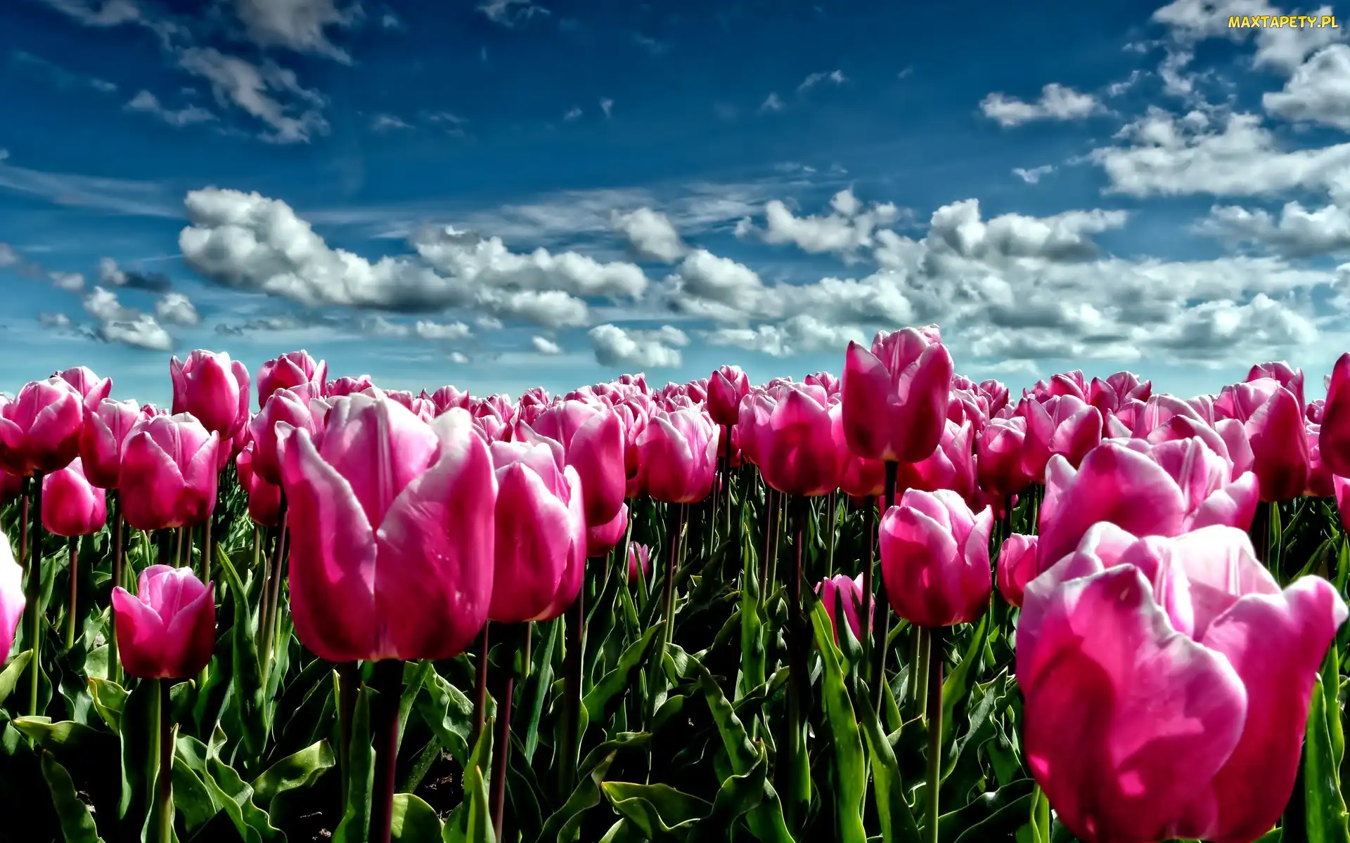 Tulipany, Niebo, Różowe