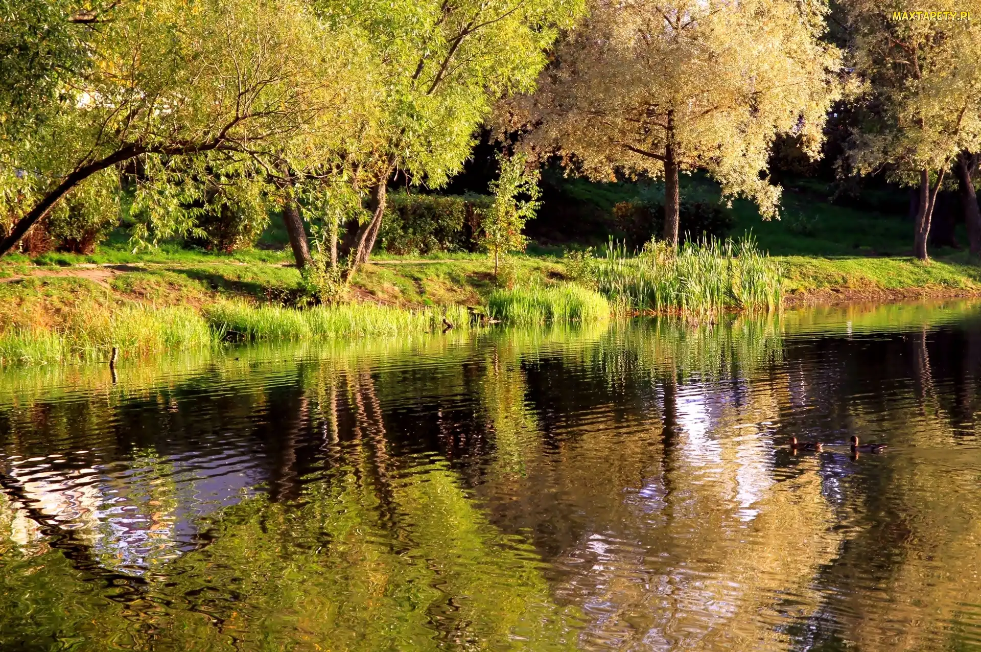 Jesień, Rzeka, Park