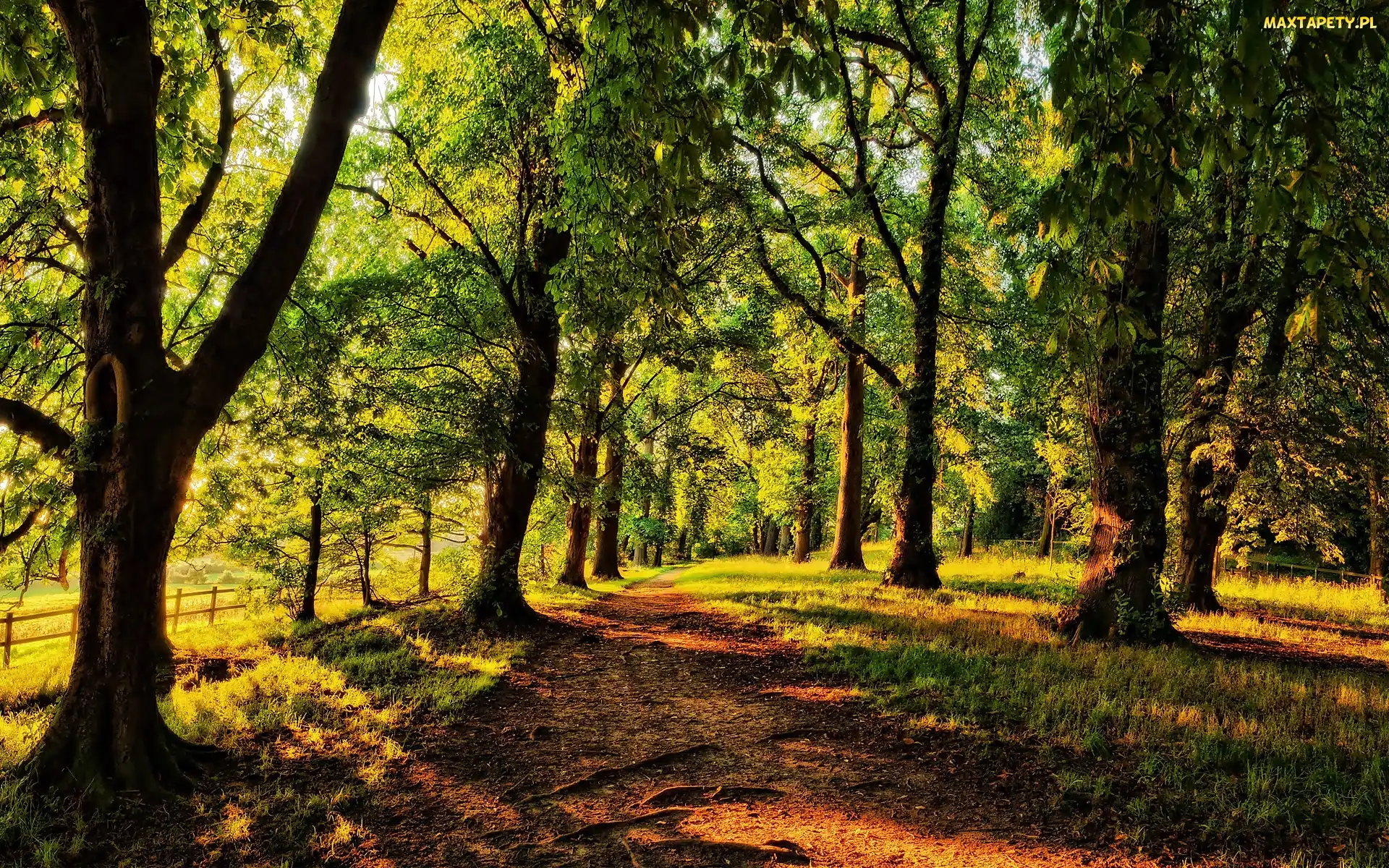 Droga, Park, Przebijające Światło