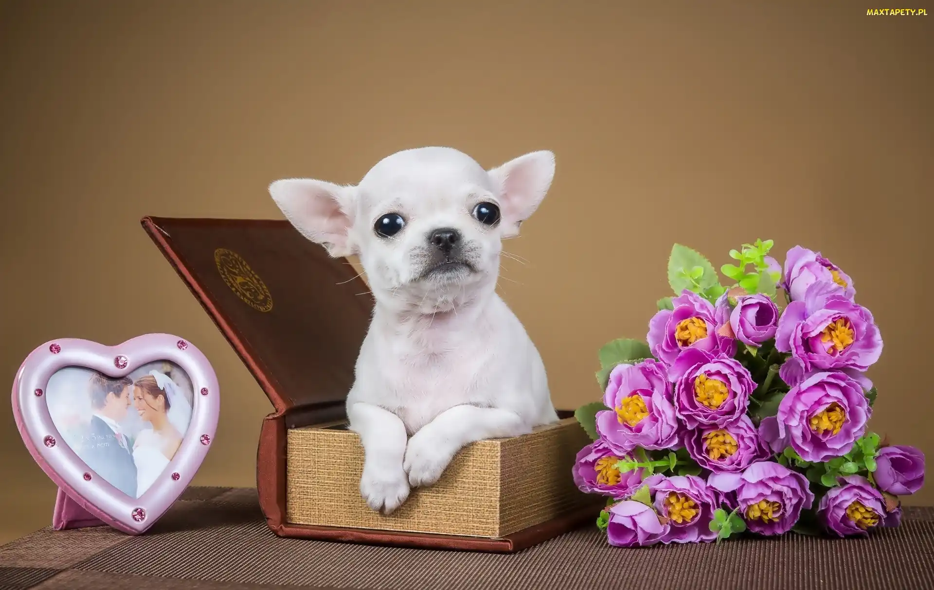 Szczeniak, Chihuahua, Biały