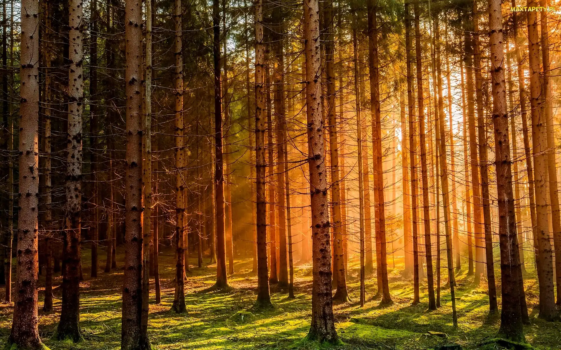 Las, Przebijające Światło, Zachód Słońca
