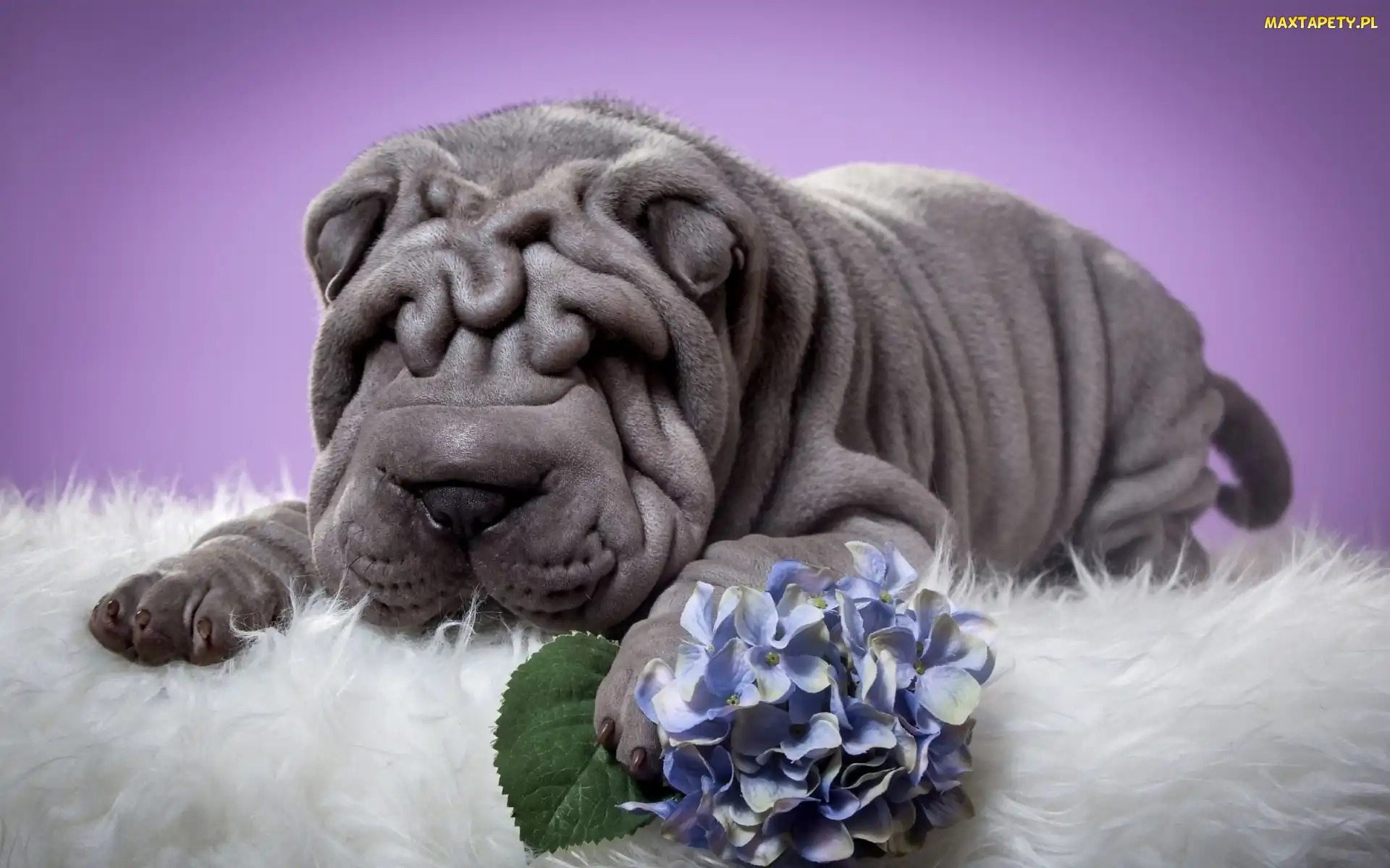 Hortensja, Kwiat, Pies, Shar Pei