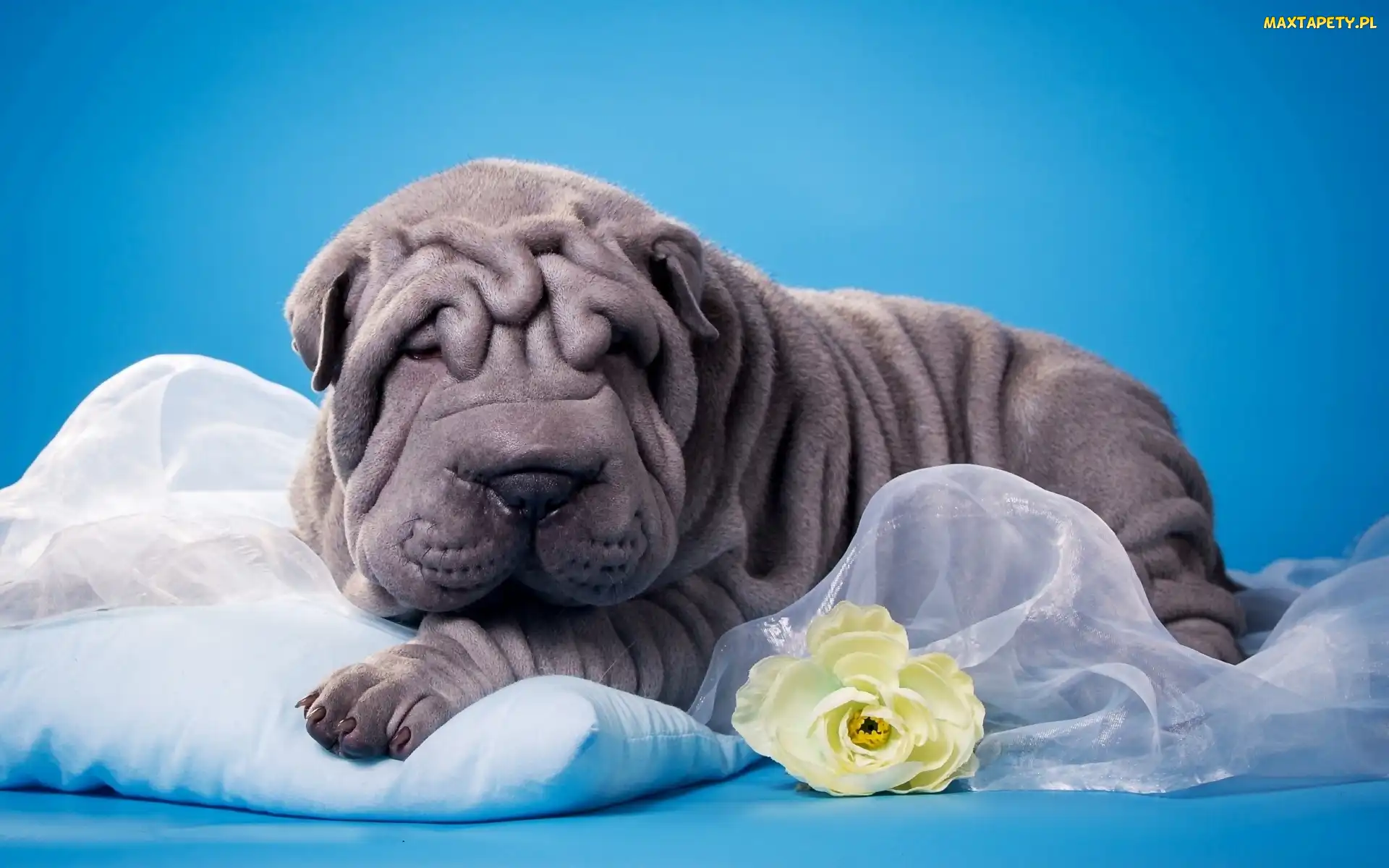 Pies, Kwiatek, Shar Pei