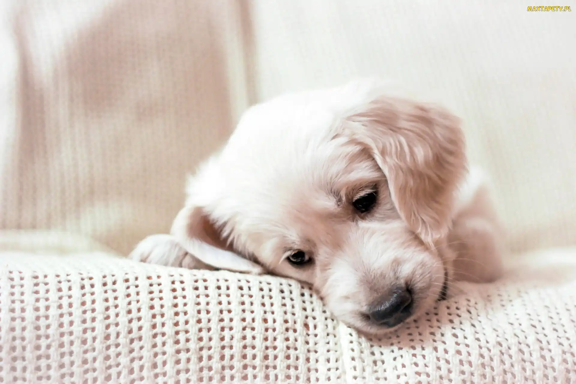 Golden Retriever, Szczeniaczek, Smutny