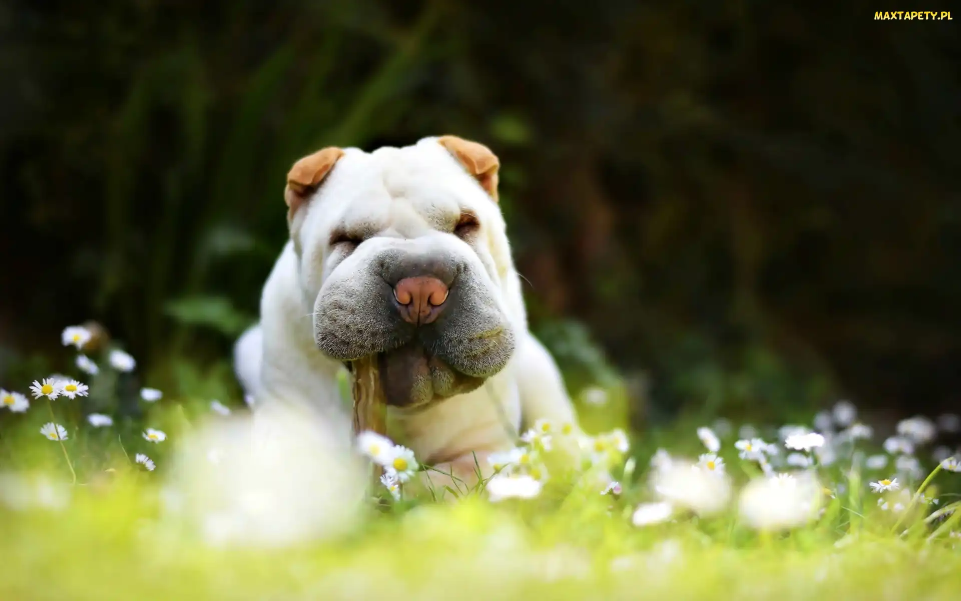 Shar Pei, Stokrotki, Kwiaty, Białe, Pies