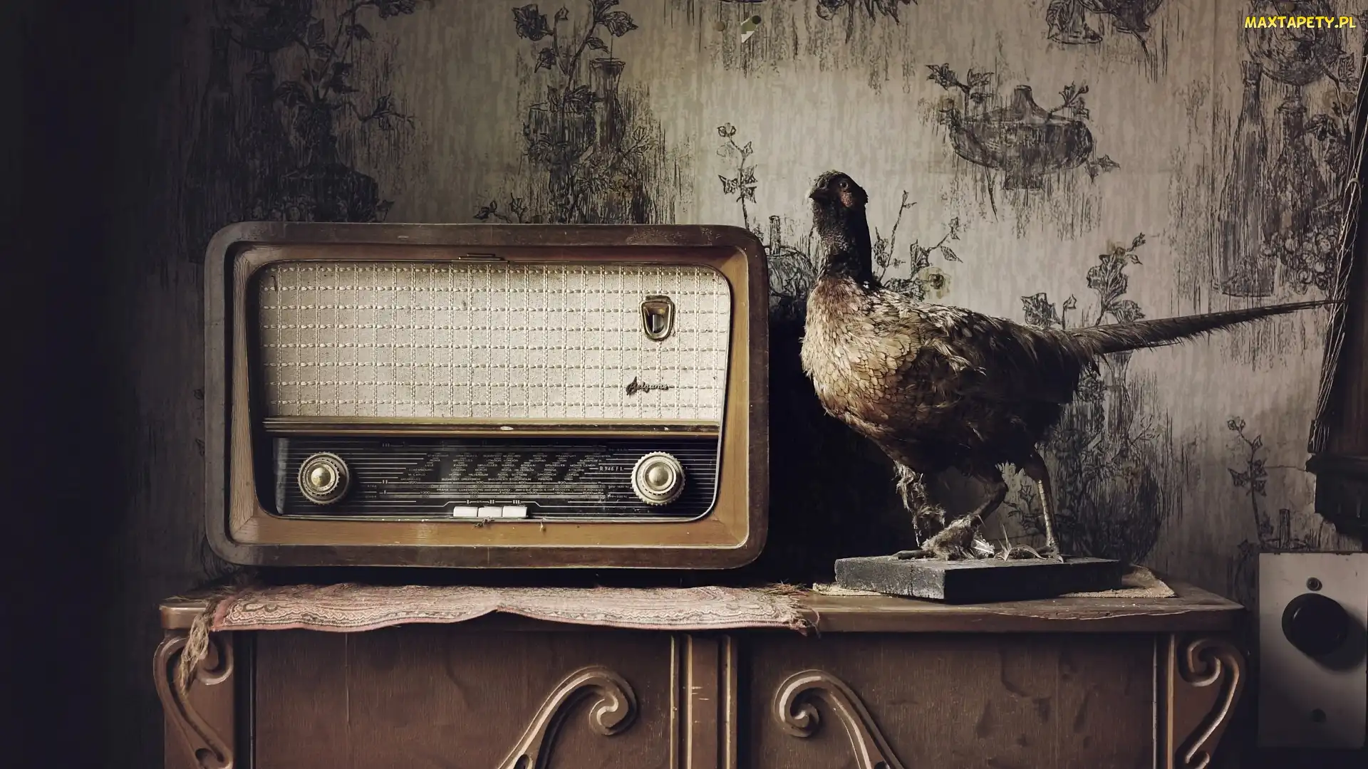 Bażant, Antyk, Radio, Stare, Dekoracja