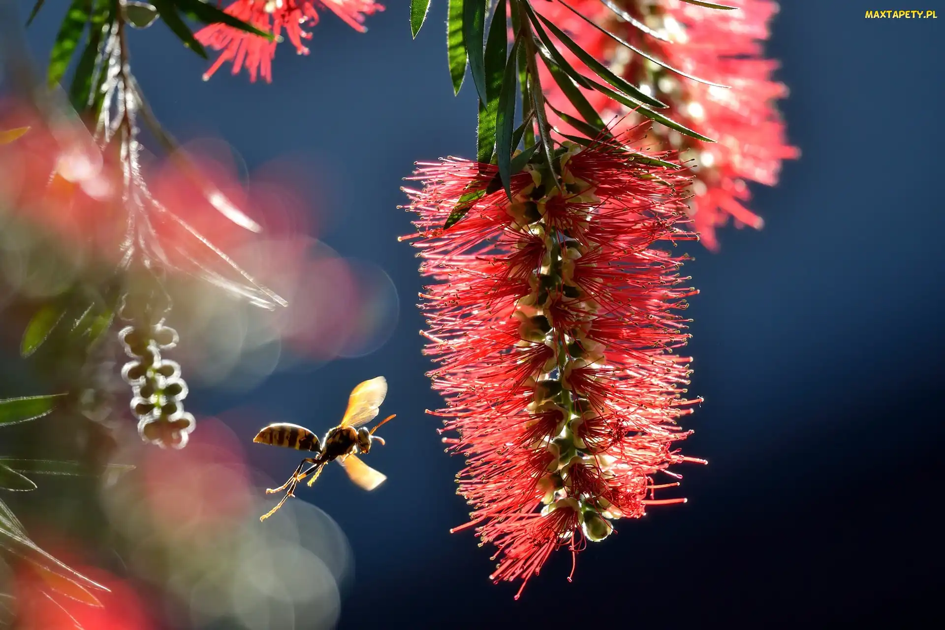 Makro, Osa, Callistemon, Kwiatostan