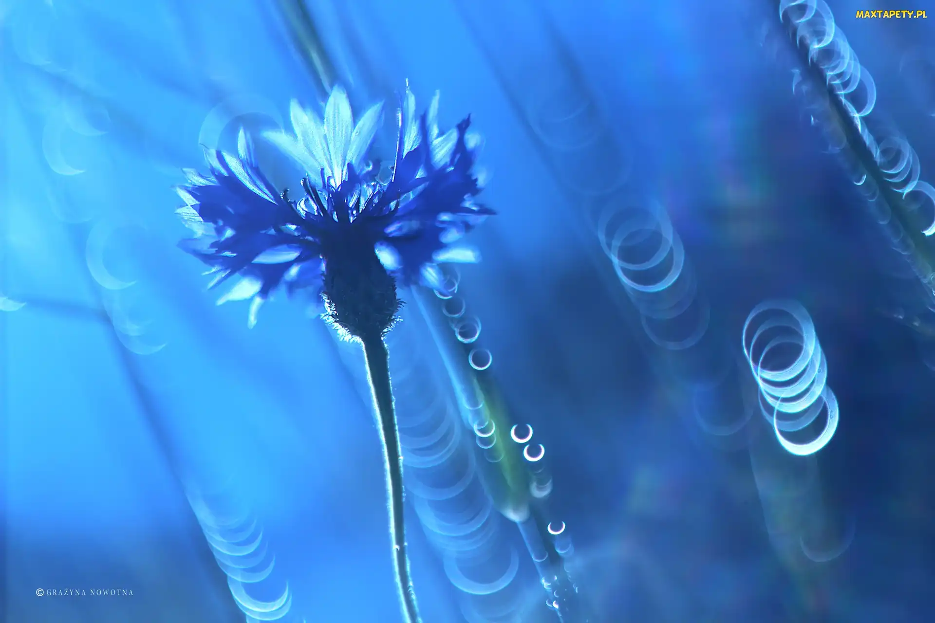 Bokeh, Kwiat, Chaber, Modrakowy
