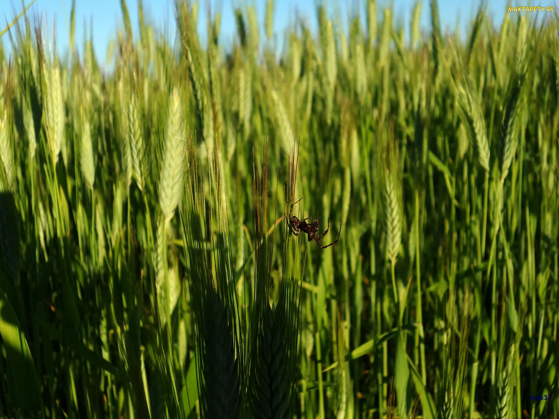 Zboża, Pająk, Kłosy