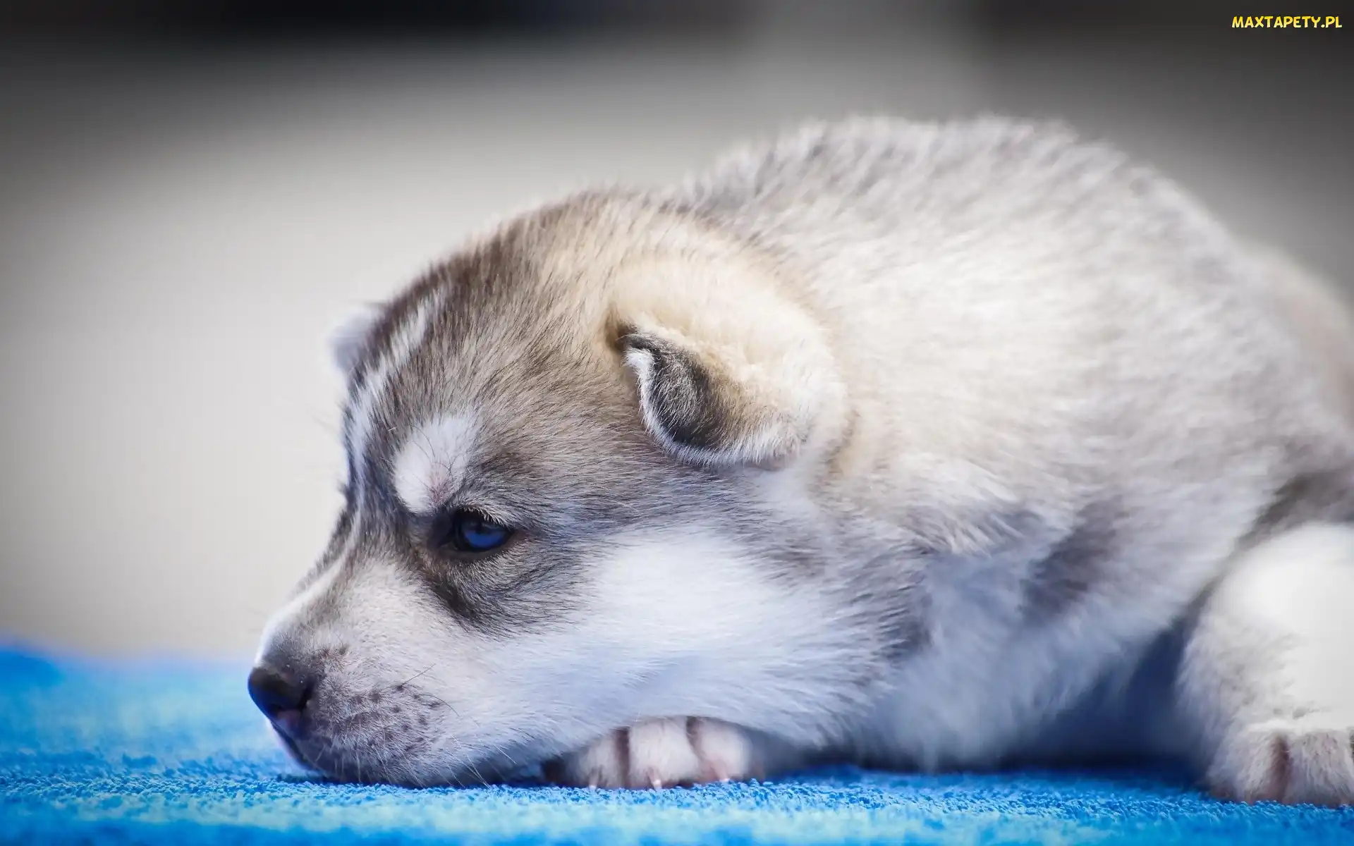 Szczeniak, Siberian Husky, Piesek