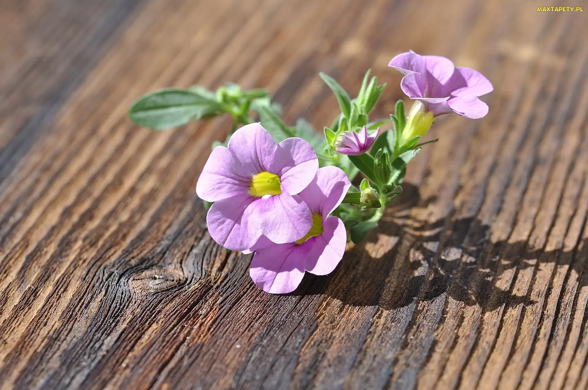 Cień, Światło, Petunia, Deska