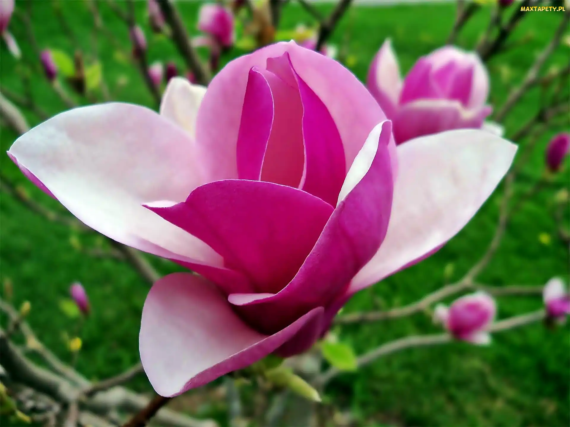 Kwiat, Zbliżenie, Magnolii