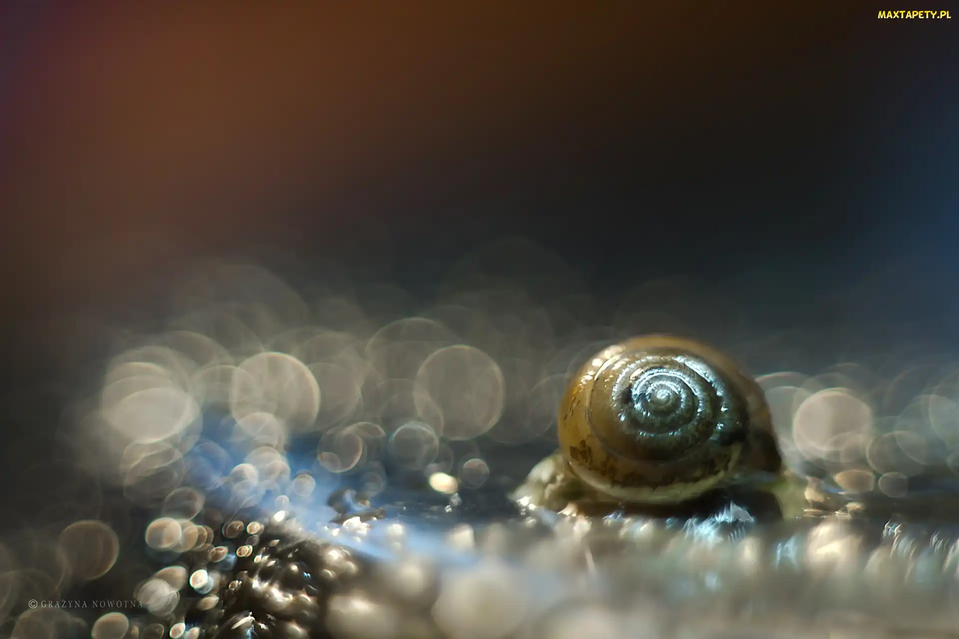 Makro, Bokeh, Muszelka