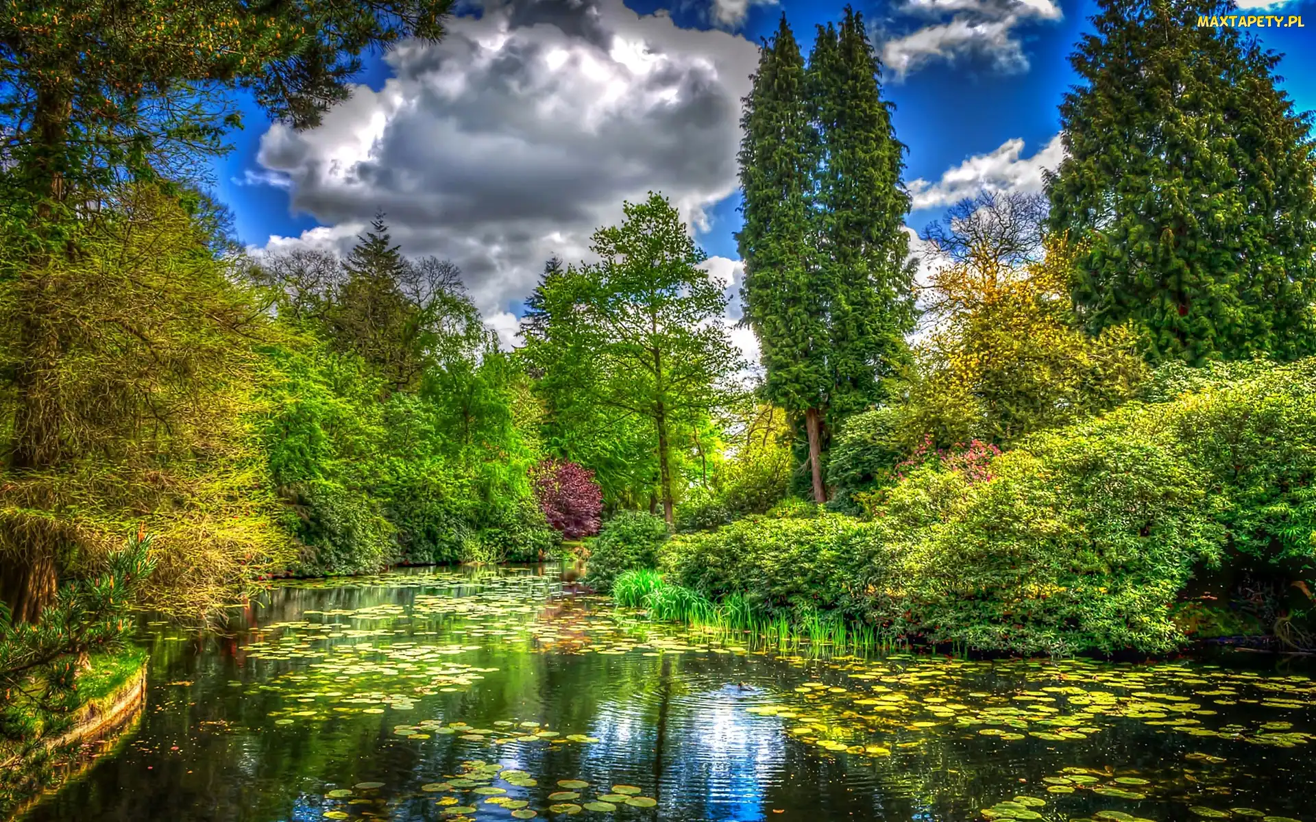 Staw, Drzewa, Park